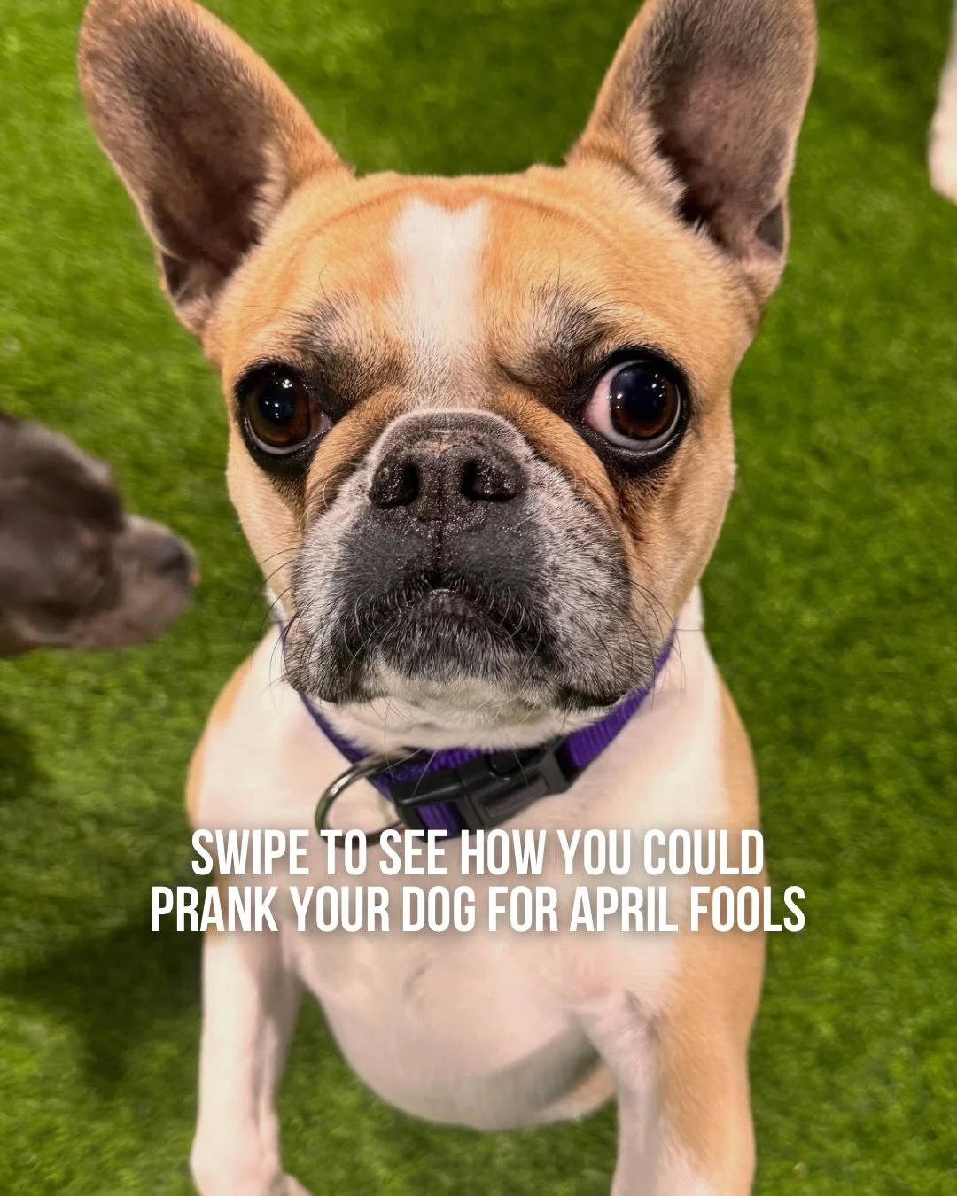 SWIPE&hellip;. at your own risk👀
your dogs are always one step ahead

be honest, did you fall for it??? send this to someone who would🤫

#aprilfools #dogsofinstagram #dogmemes #doggydaycare #doggrooming