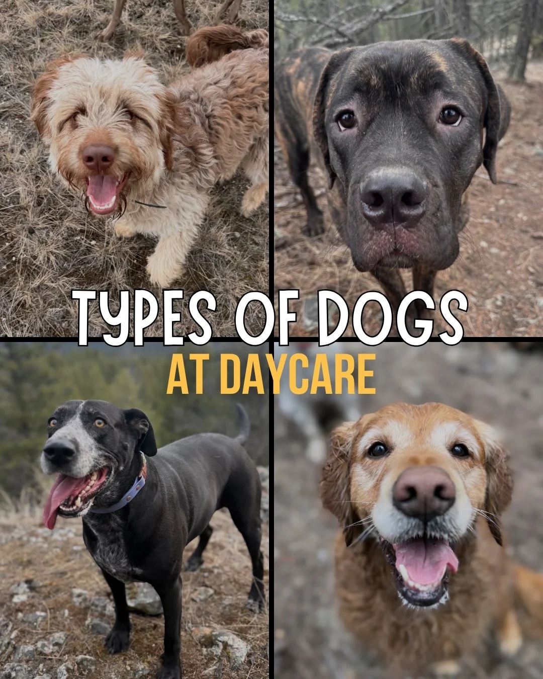 types of dogs at daycare 🐾
be honest, which one is yours? 👀🤍
	

#eastkootenays #cranbrookbc #dogsofinstagram #doggydaycarelife #puppiesofinstagram