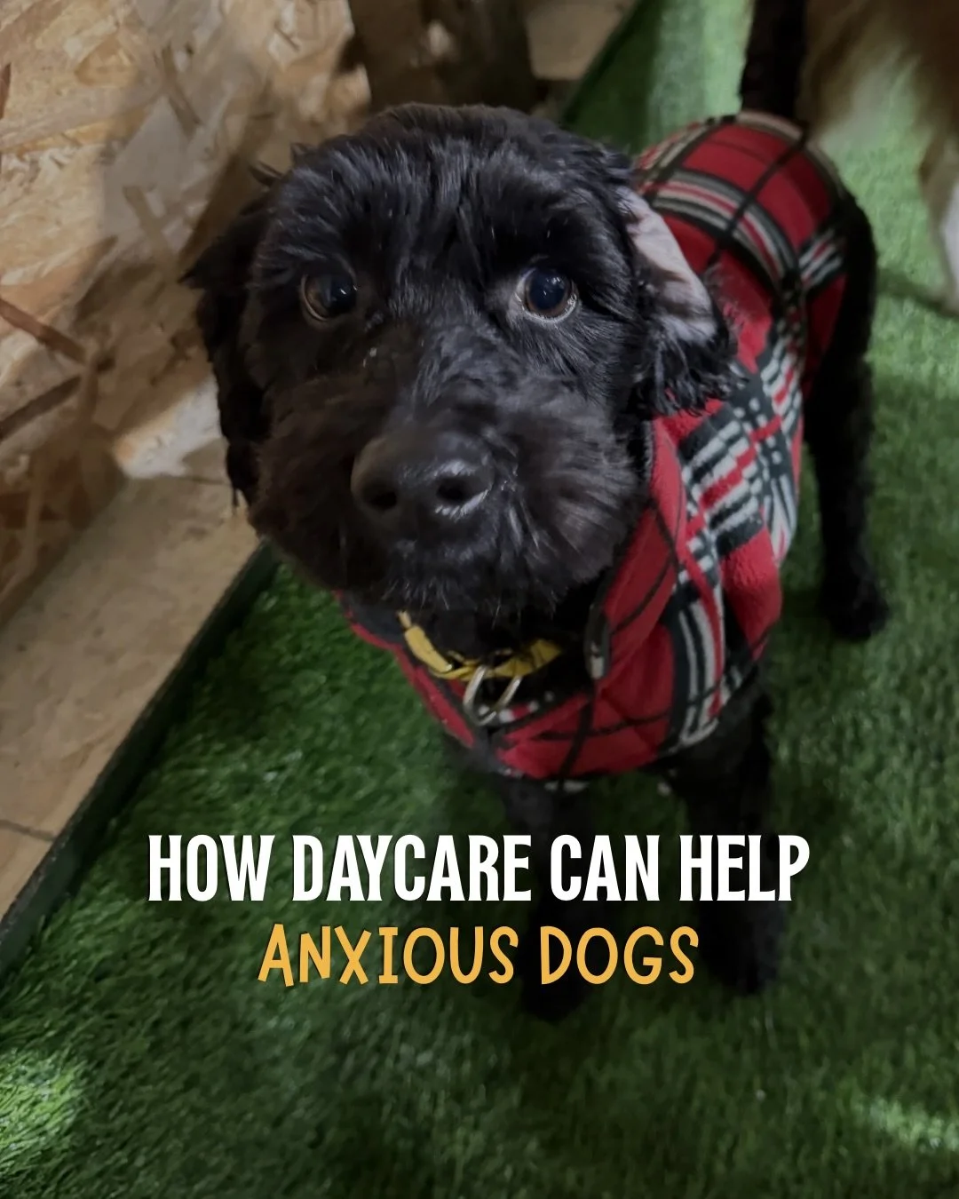 anxious pups deserve to feel safe, confident, and cared for 🤍🐾
 daycare can help build routine, social skills, and reduce stress over time. 
book a visit with us today!

#doggydaycare #dogs #dogsofinstagram #eastkootenaydogs #cranbrookbc