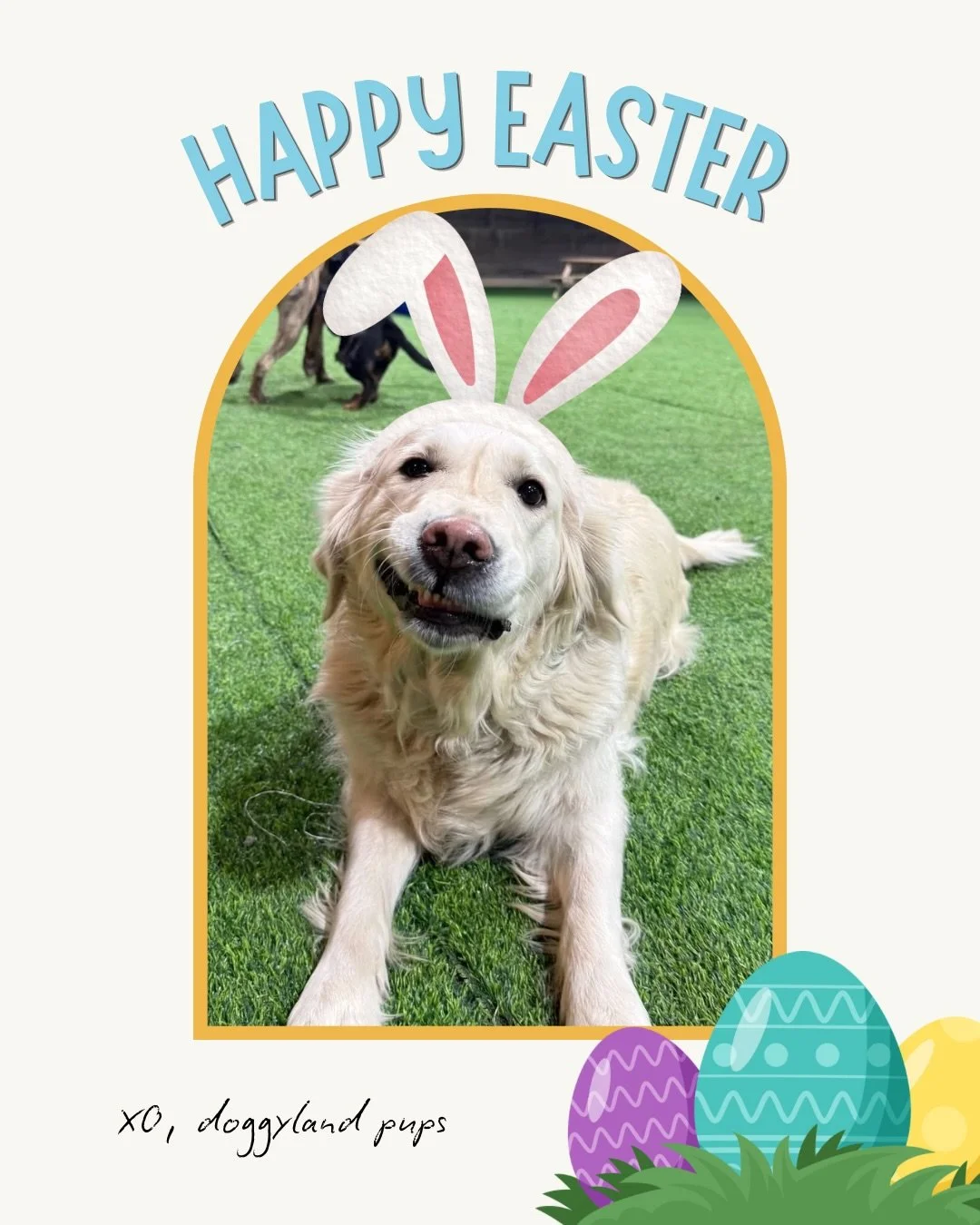 Happy Easter everyone🌷💐🌸 
+ swipe for the cutest bunnies you&rsquo;ve ever seen🥹

#easterpuppy #dogsofinstagram #dogmemes #dogcommunity #puppylove