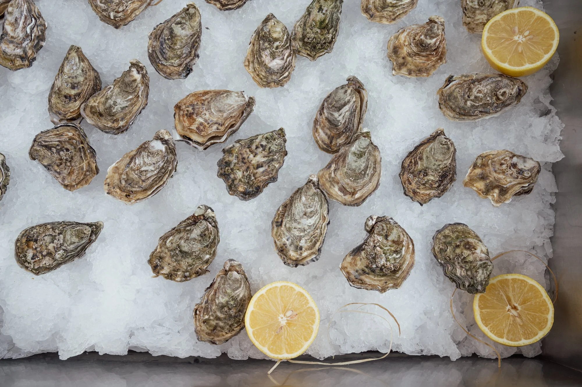 Oysters at the party