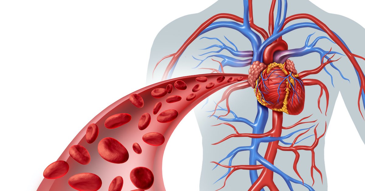 Illustration of the human cardiovascular system showing the heart, arteries, and blood cells traveling through an artery.