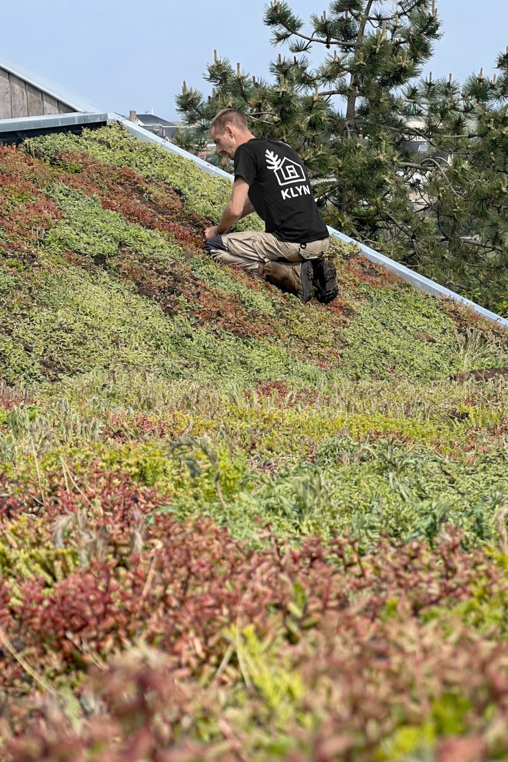 Man verzorgt sedum op groen dak.png