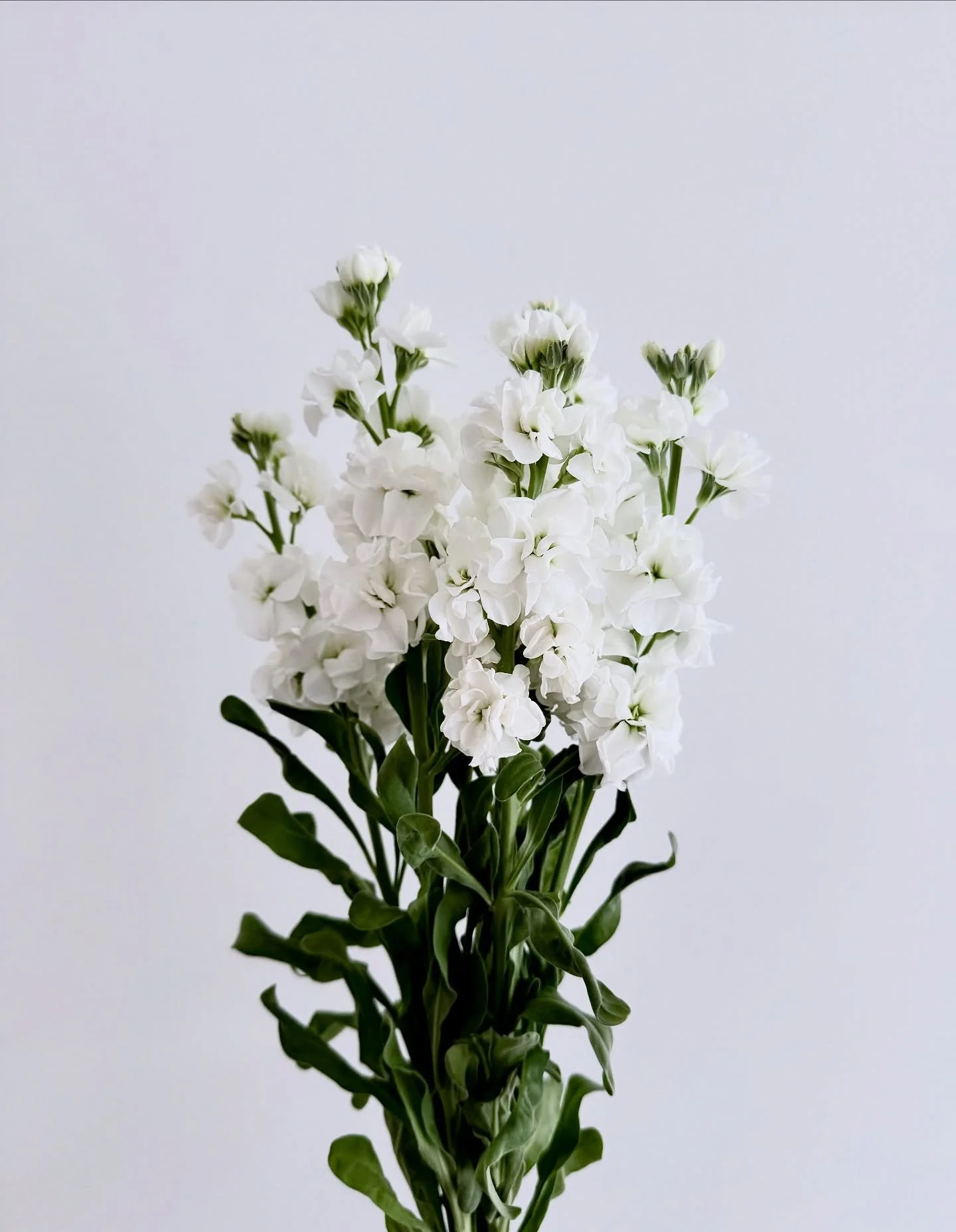 One of our winter favourites is the delicate white Matthiola 🤍❄️

Contact for inquiries via: 
Email: hello@HTstudioau.com 
Phone: 0451602272
Instagram: htstudioau
Facebook: htstudioau24 

💚 HTS