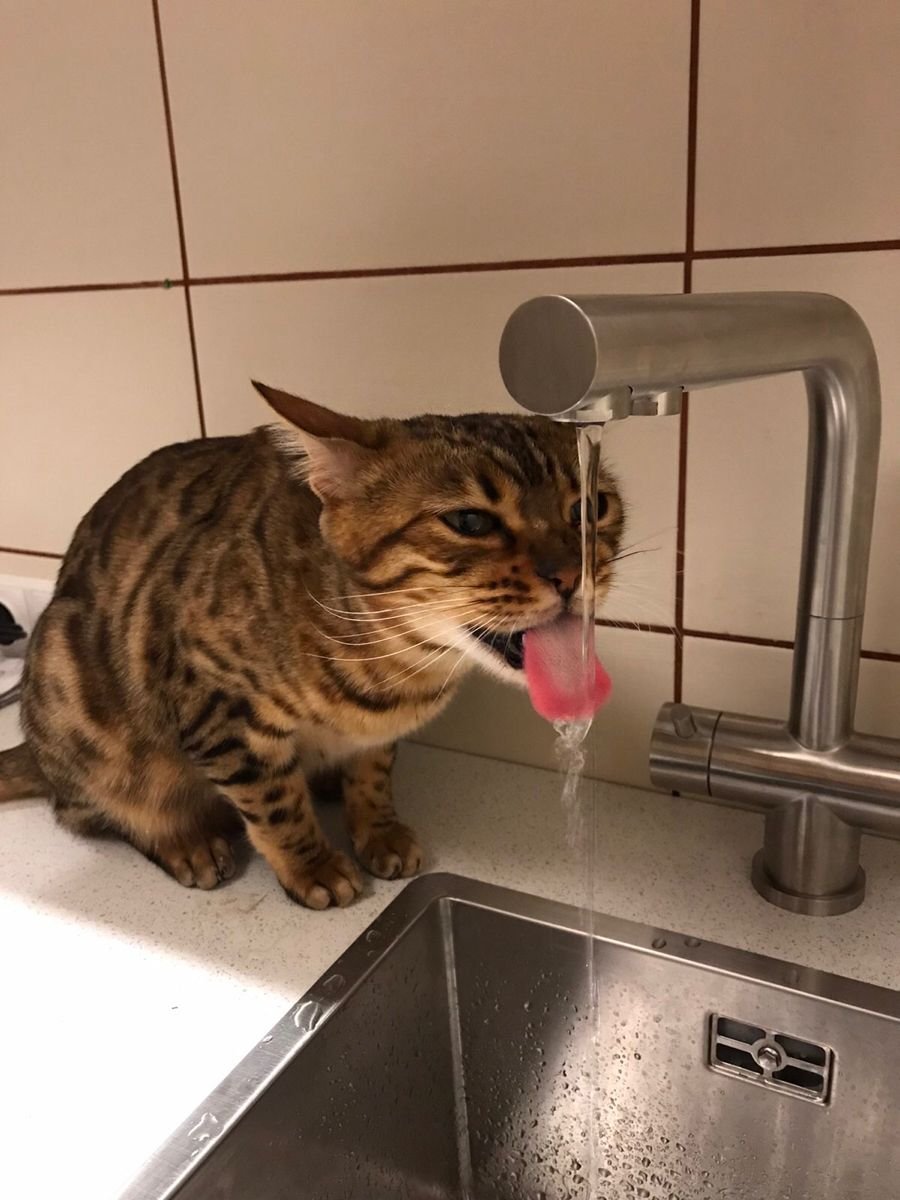 The Importance of Drinking Water in Daily Life