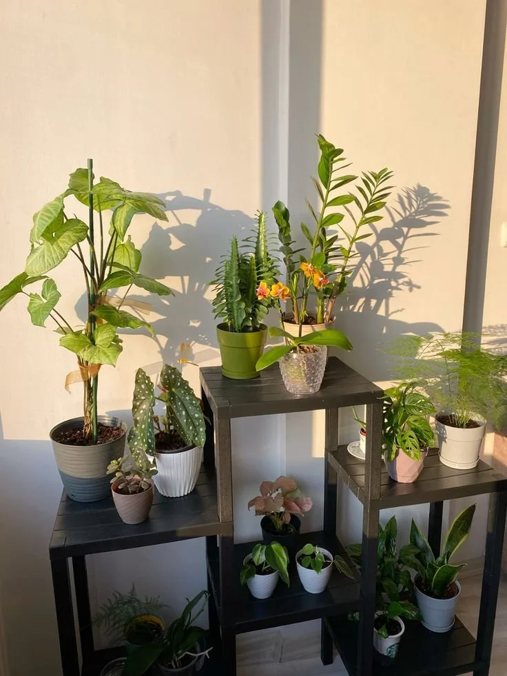 The Impact of Houseplants on Our Mood: Bringing Nature Indoors