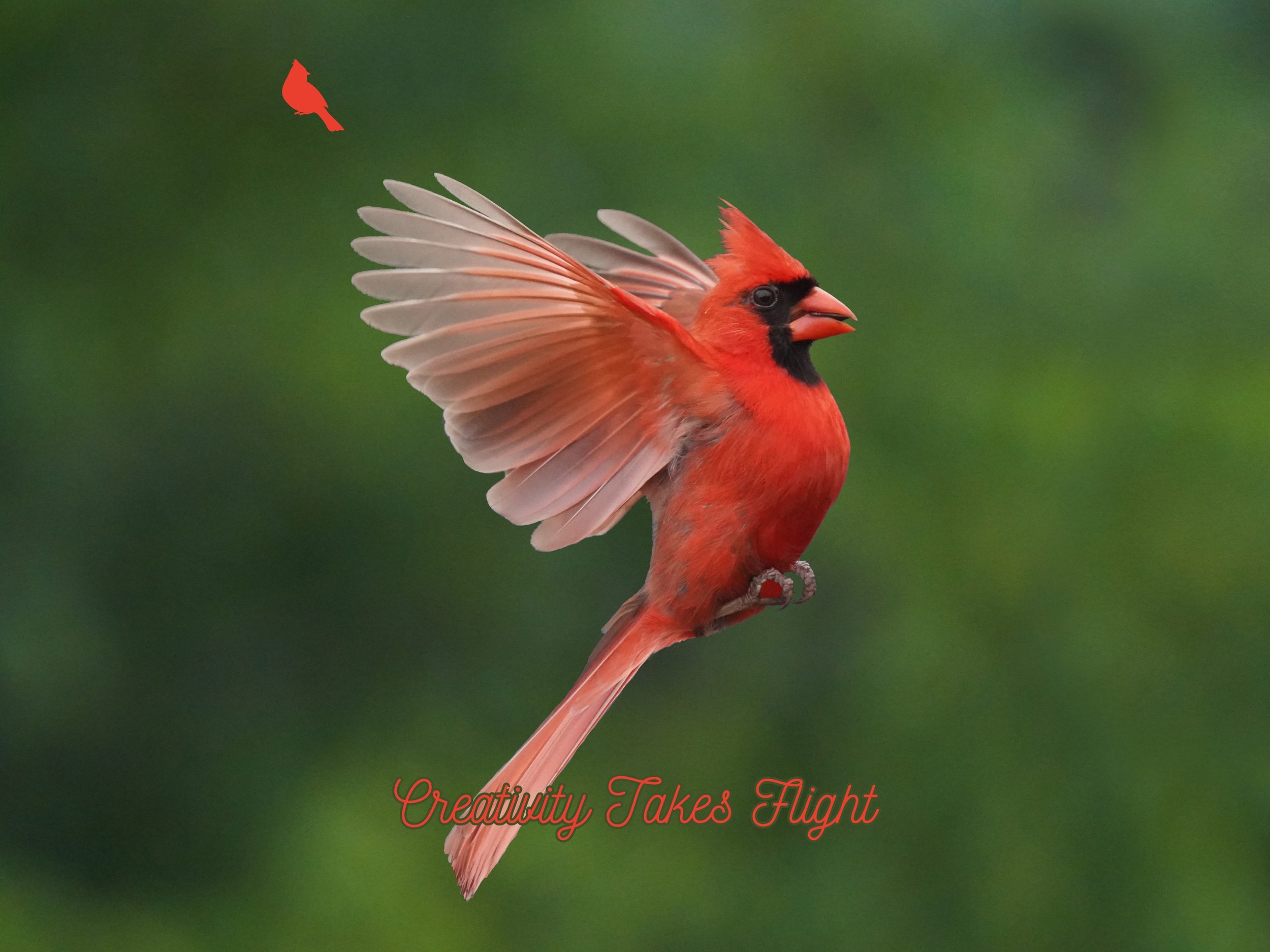 Flight | iPad