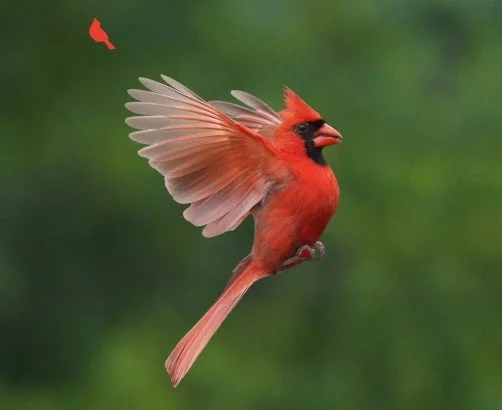 Flight | Apple Watch