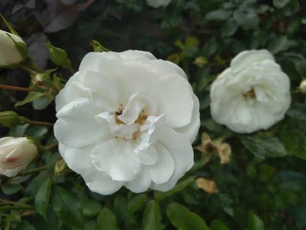 White flowers with green leaves in a garden.