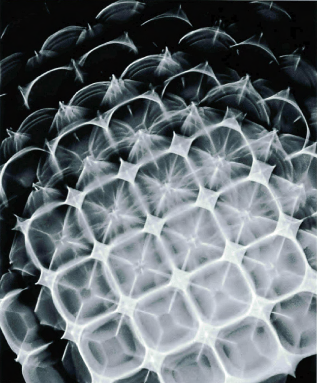 Cymatic photography by Hans Jenny