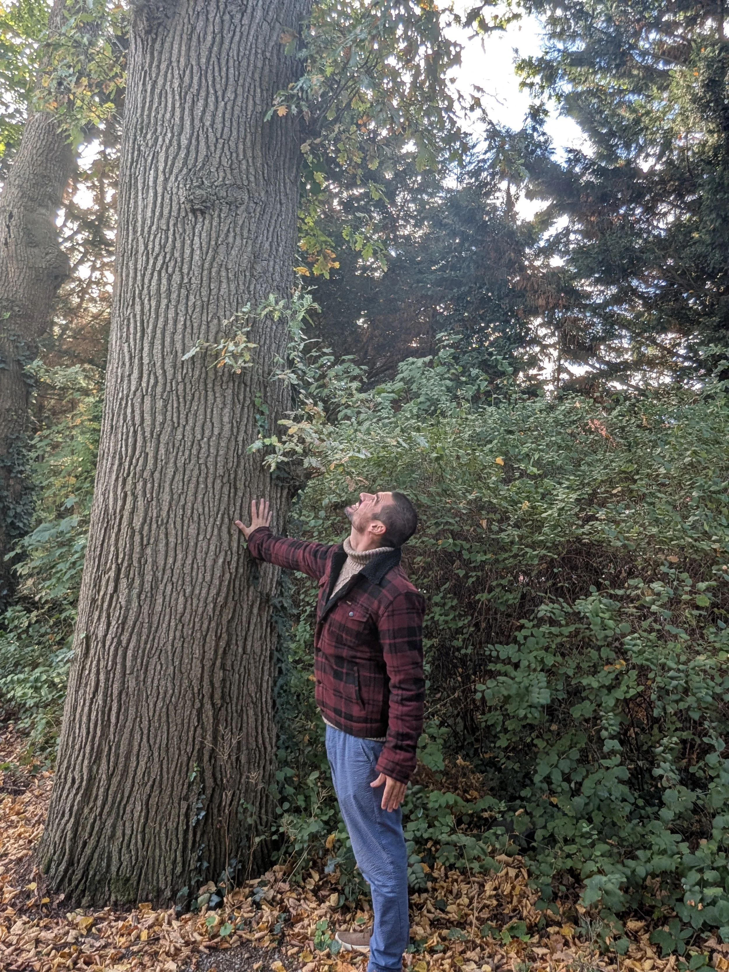 A man in a red and black plaid jacket, beige turtleneck, and blue pants standing in a wooded area, touching a large tree trunk and looking up at the tree.