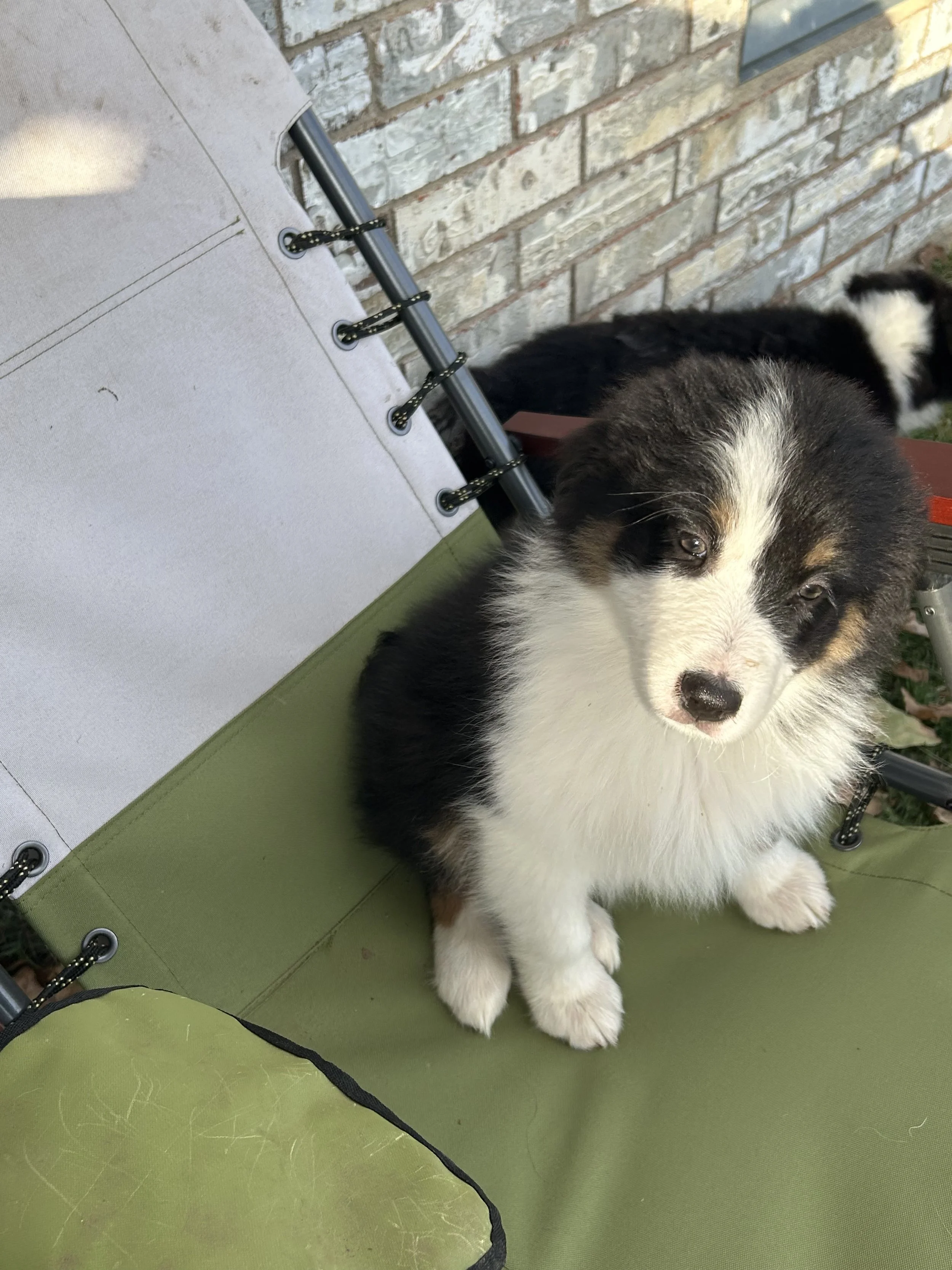 Hail (M) — Black Tri