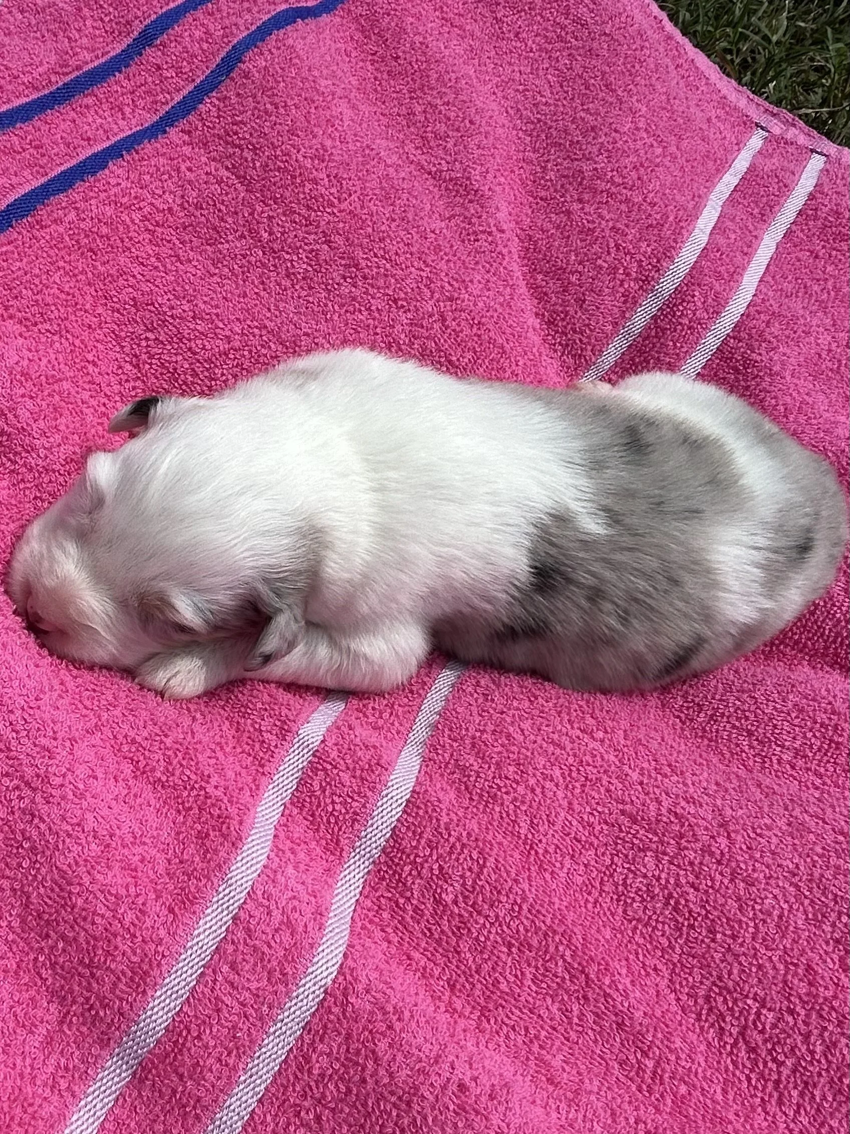 Red Merle F(F) 5.jpeg