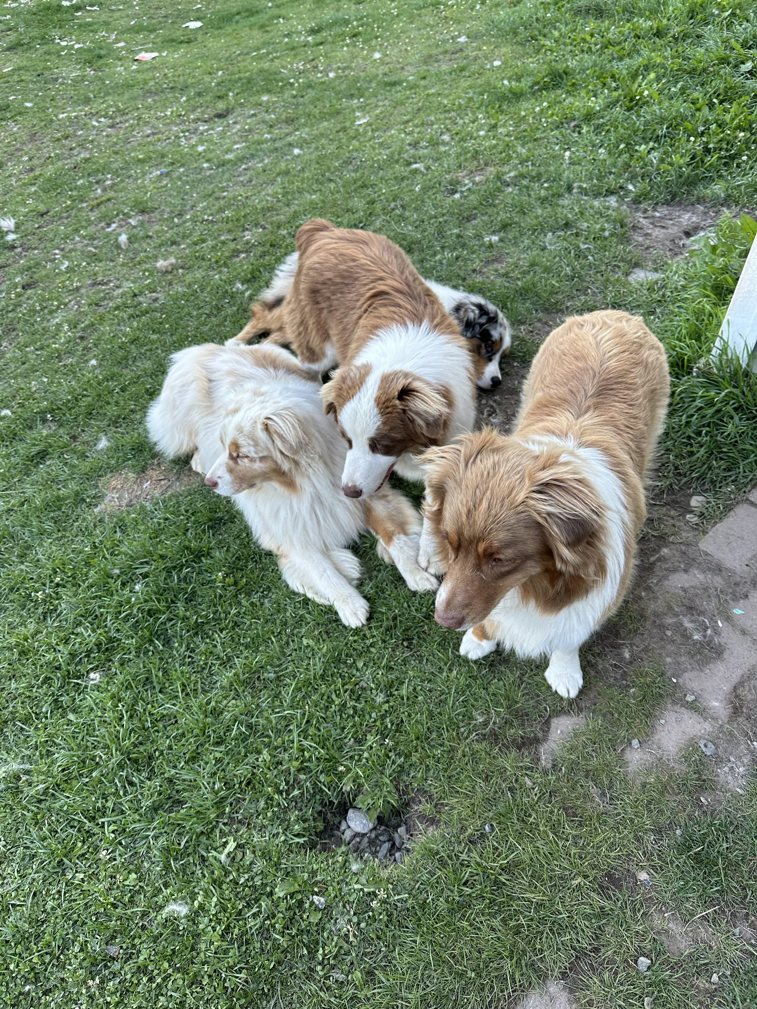 The Pack 2.jpg