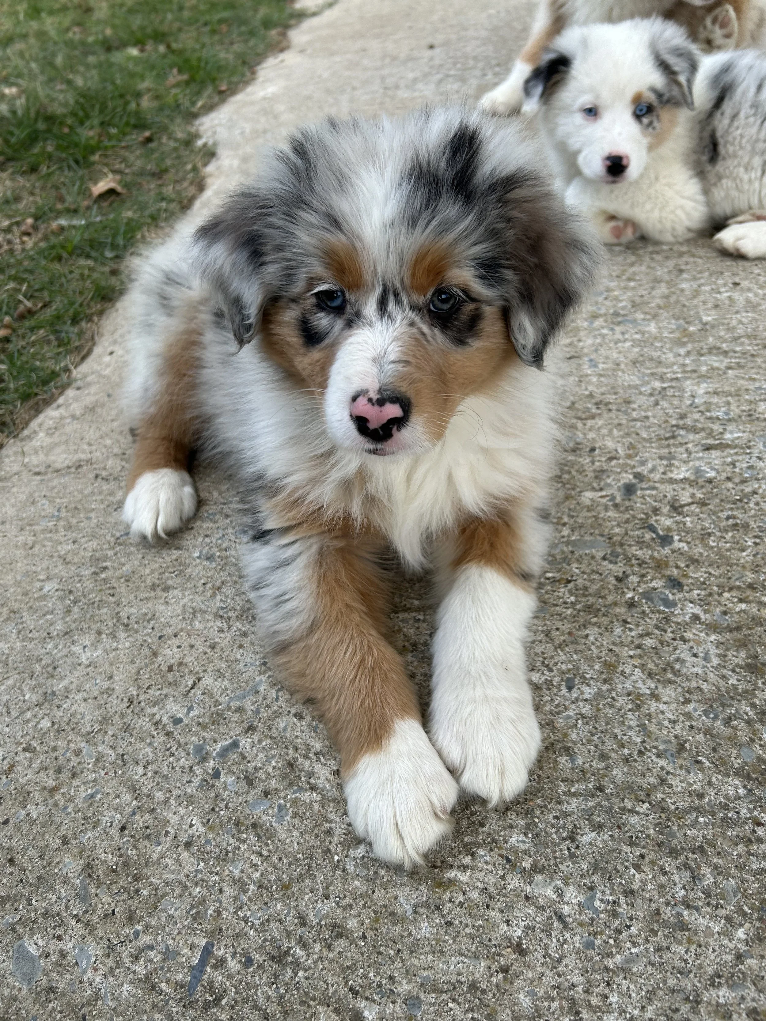 Lightning (M) — Blue Merle