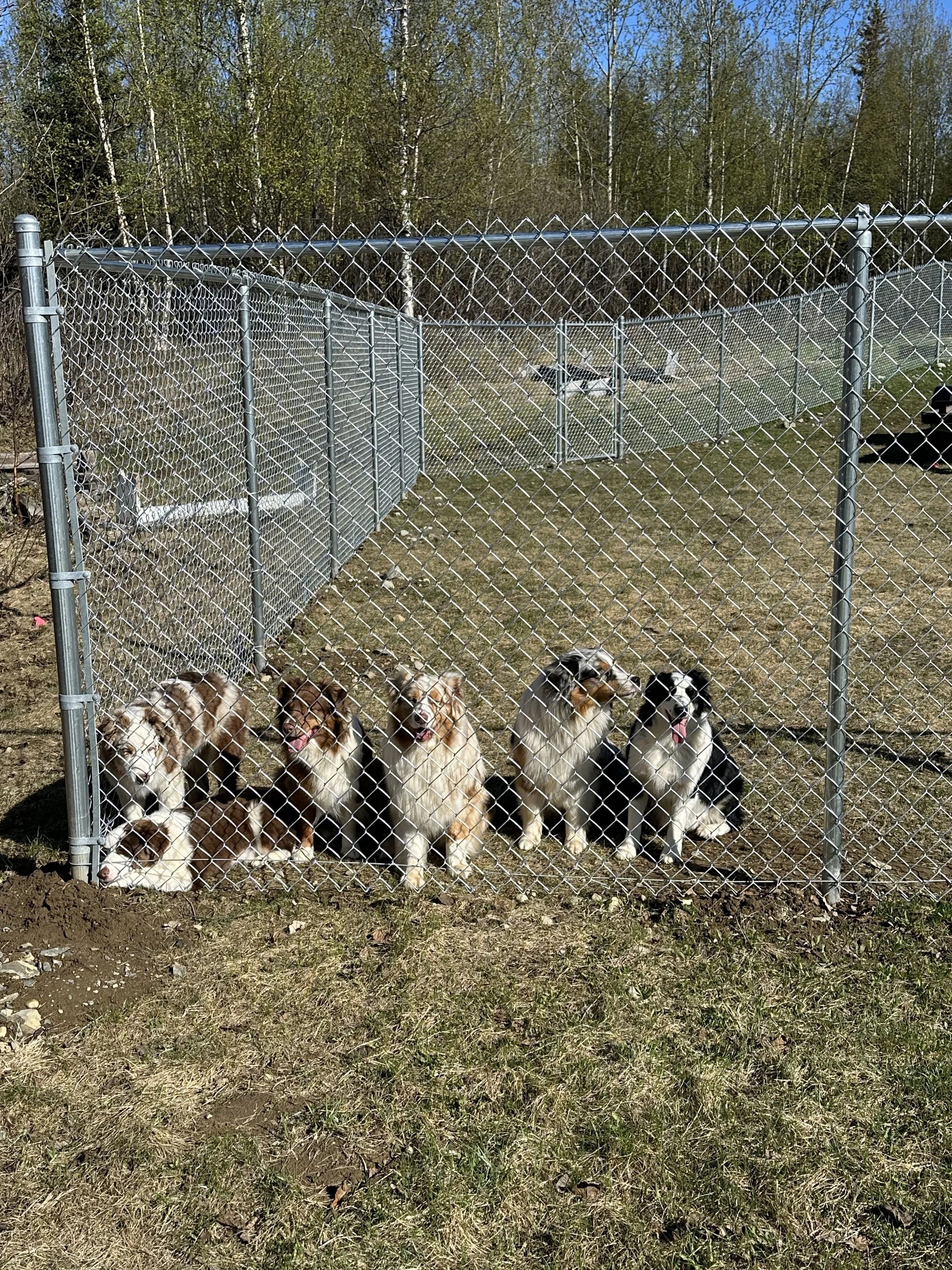The Pack.jpg