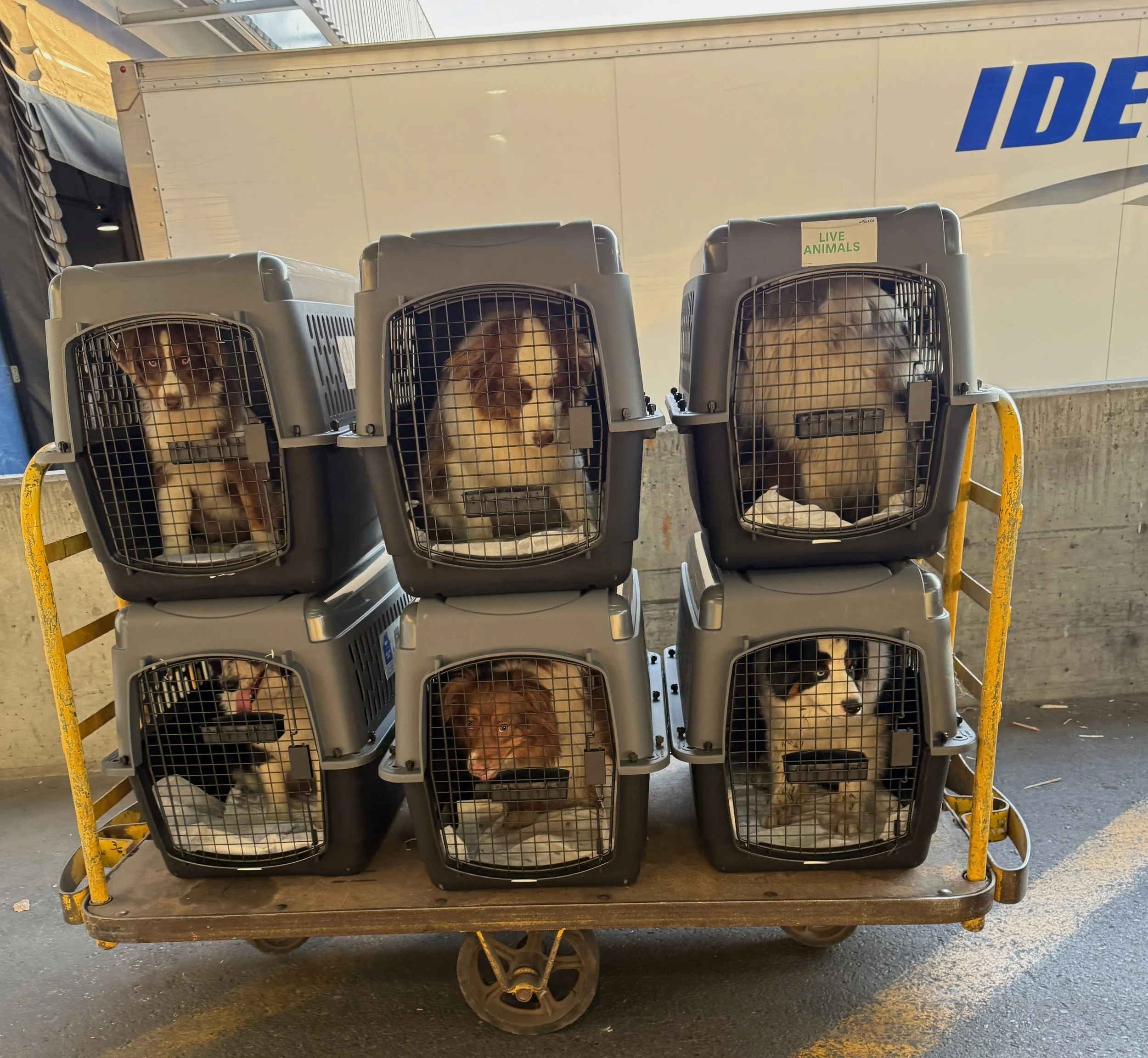 Pack Traveling to Ok.jpeg