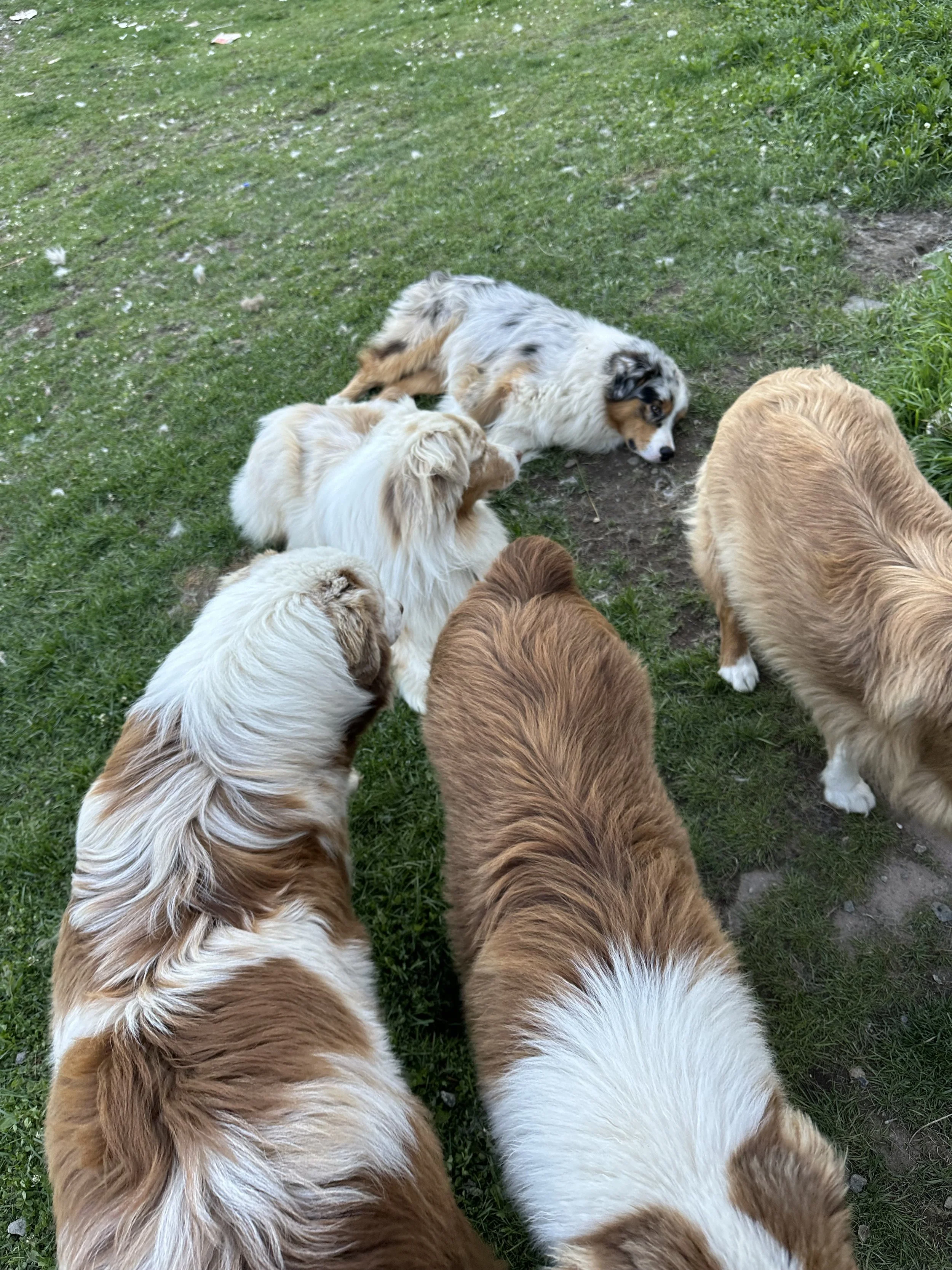 The Pack 1.jpg