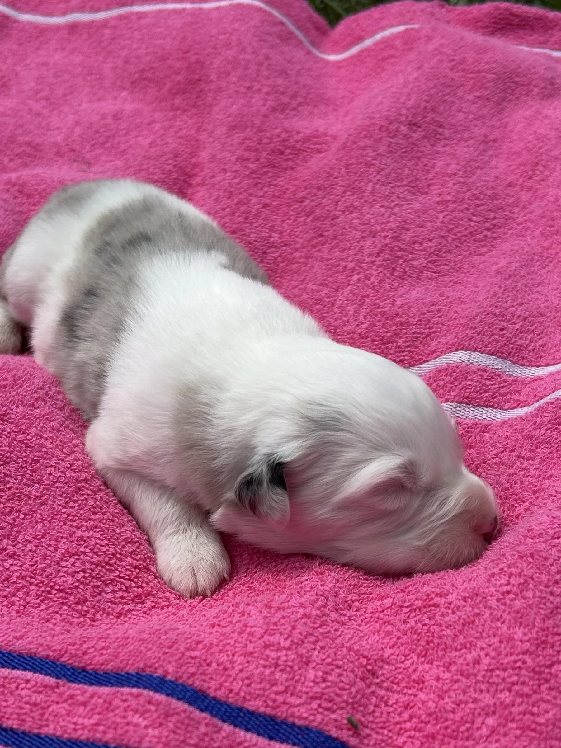 Red Merle (F) 3.jpeg