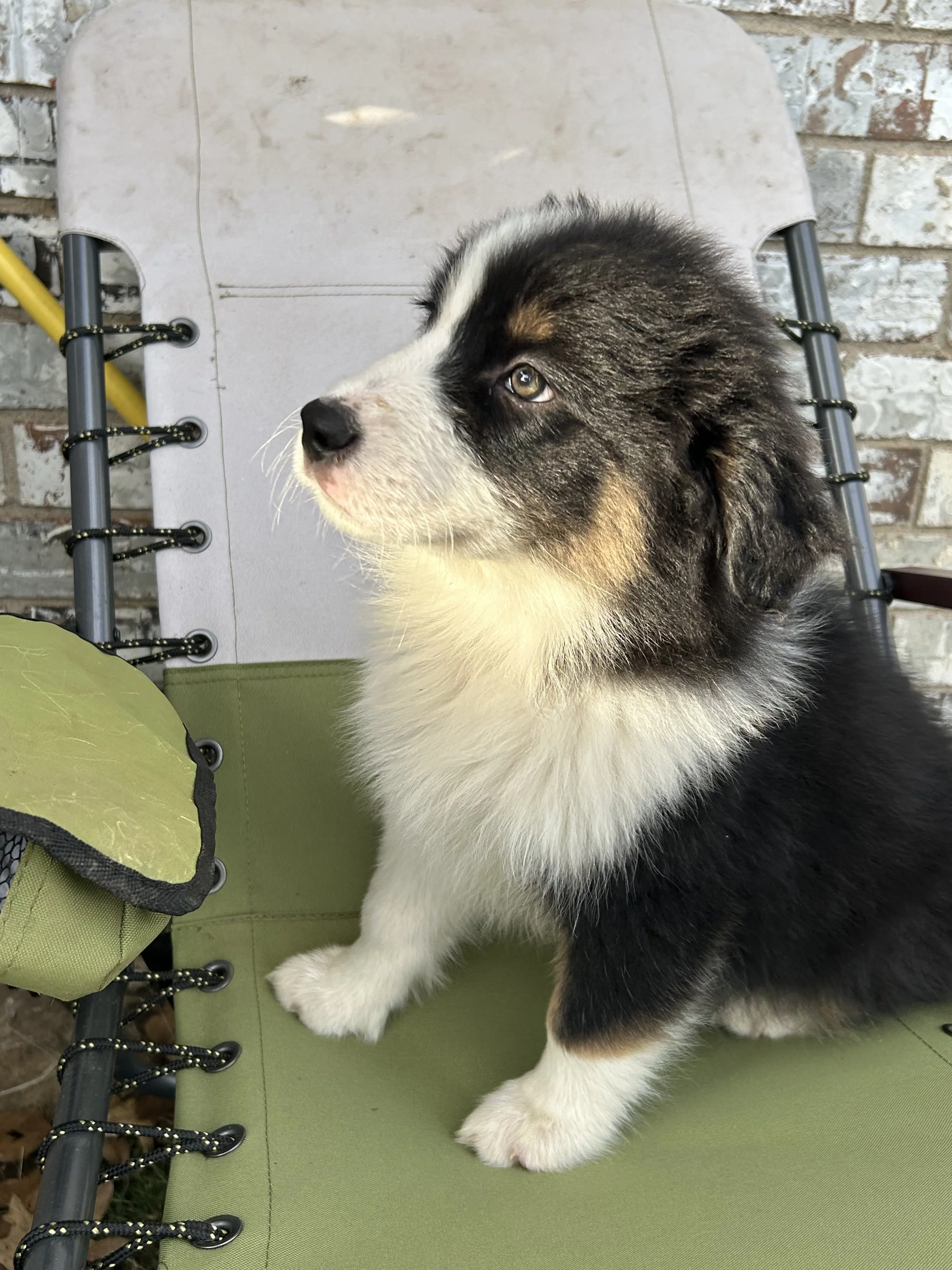 Tempest (F) — Black Tri