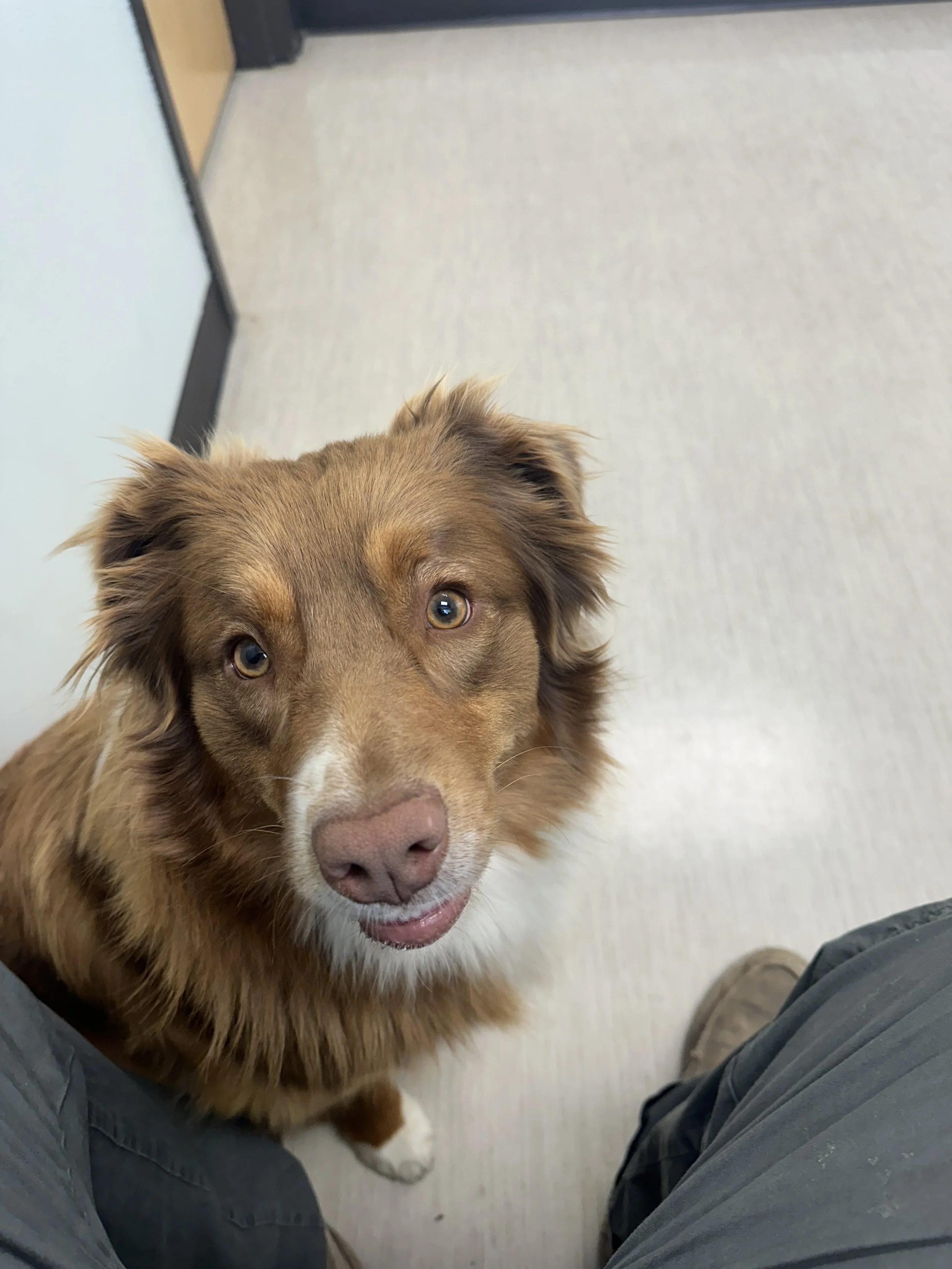 Little Britches at the Vet.jpg