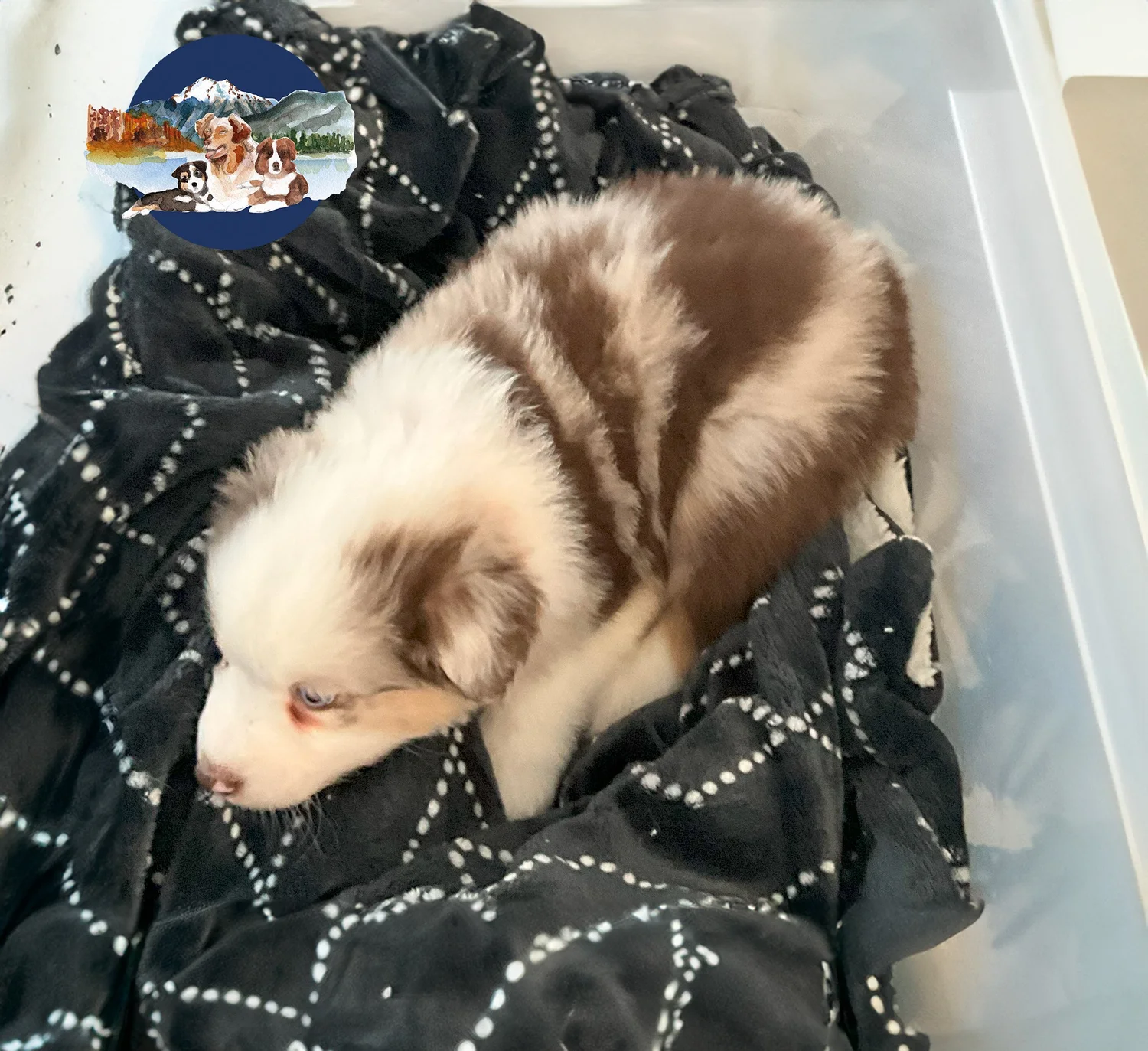 Nation Scout 'Goliath' — Red Merle young sire