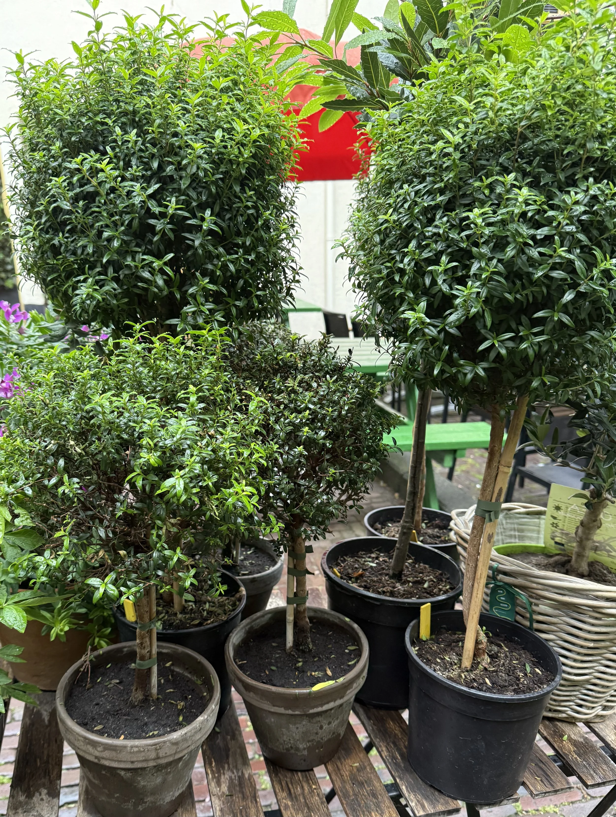 Various potted trees and bushes, including some with small leaves and others with larger, glossy leaves, on a wooden outdoor table with a red and white umbrella in the background.