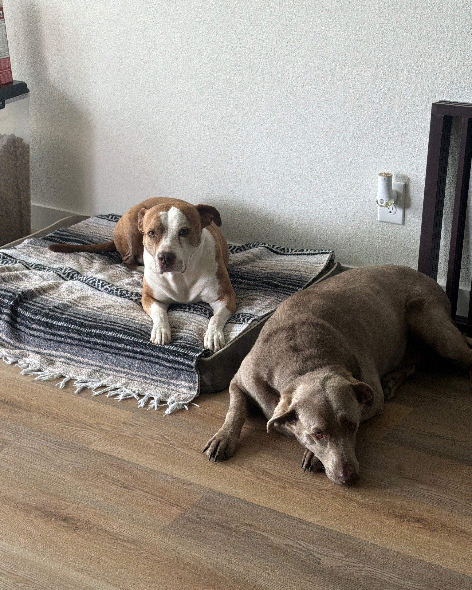It&rsquo;s **National Dog Day!!** 🐶🖤

So naturally, here are Flebbe&rsquo;s dogs because they deserve their moment on the Skinworks page too.

Okay, that&rsquo;s enough dog content&hellip; back to tattoos. 😂