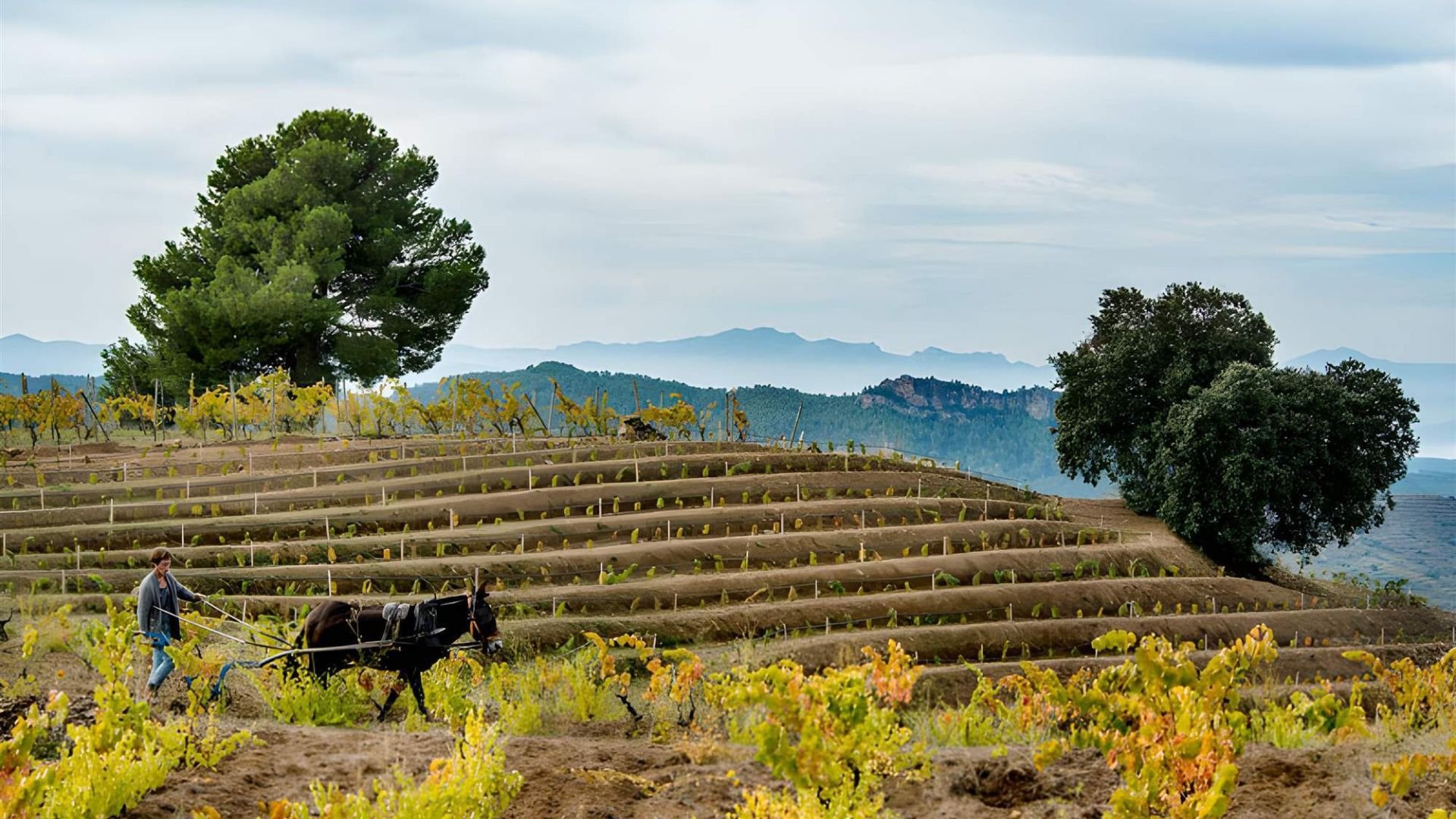 Priorat Gastronomi Turu