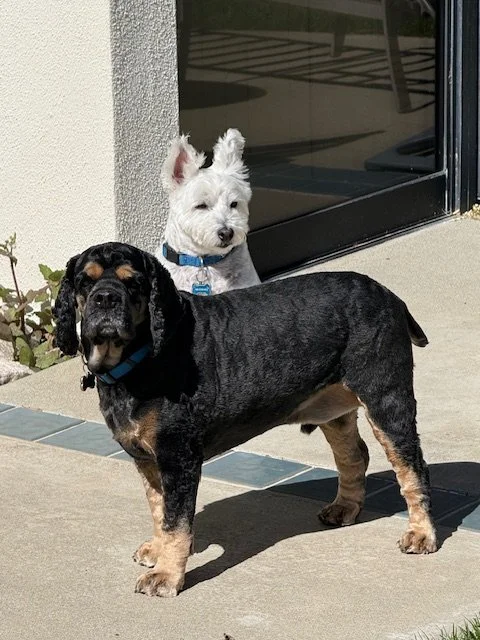 Two puppies, one black with tan markings and one white, sitting outside near a glass door.
