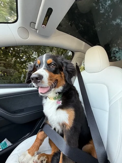 Happy Bernese Mountain Dog puppy sitting in a car seat with a seatbelt on.