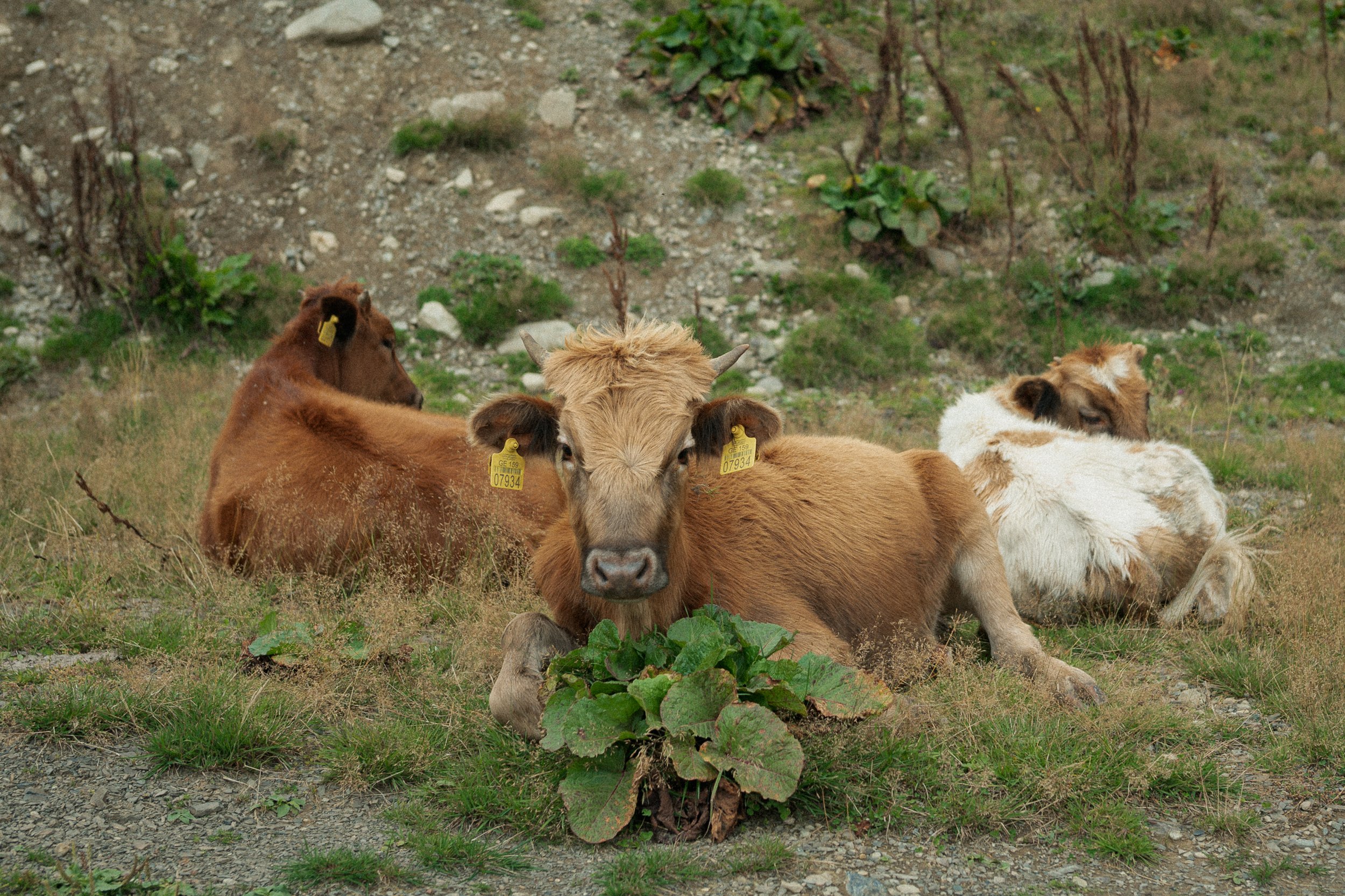 DSC_4112.jpg