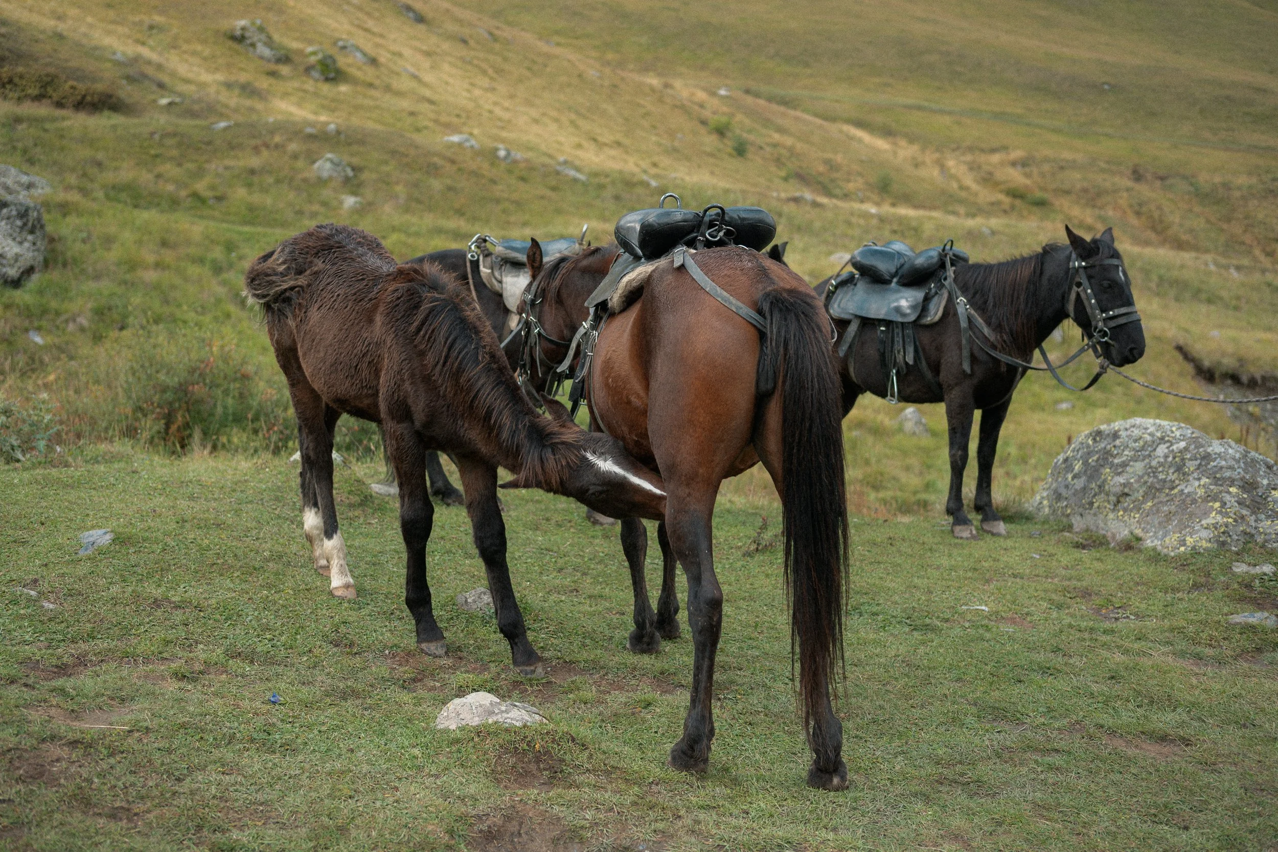 DSC_3920.jpg