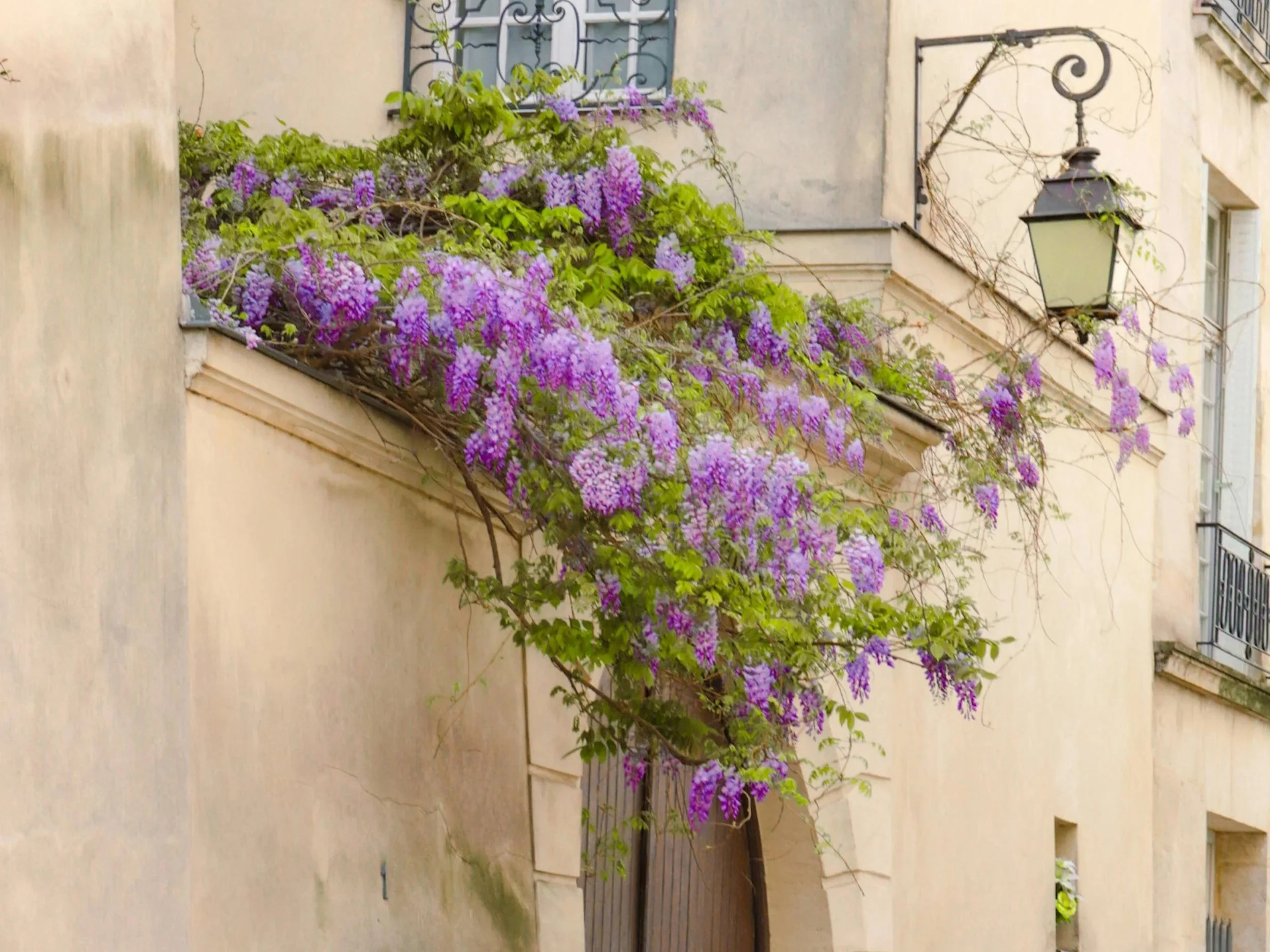 Végétation florale violette et verte sur une balustrade d'appartement à Paris.