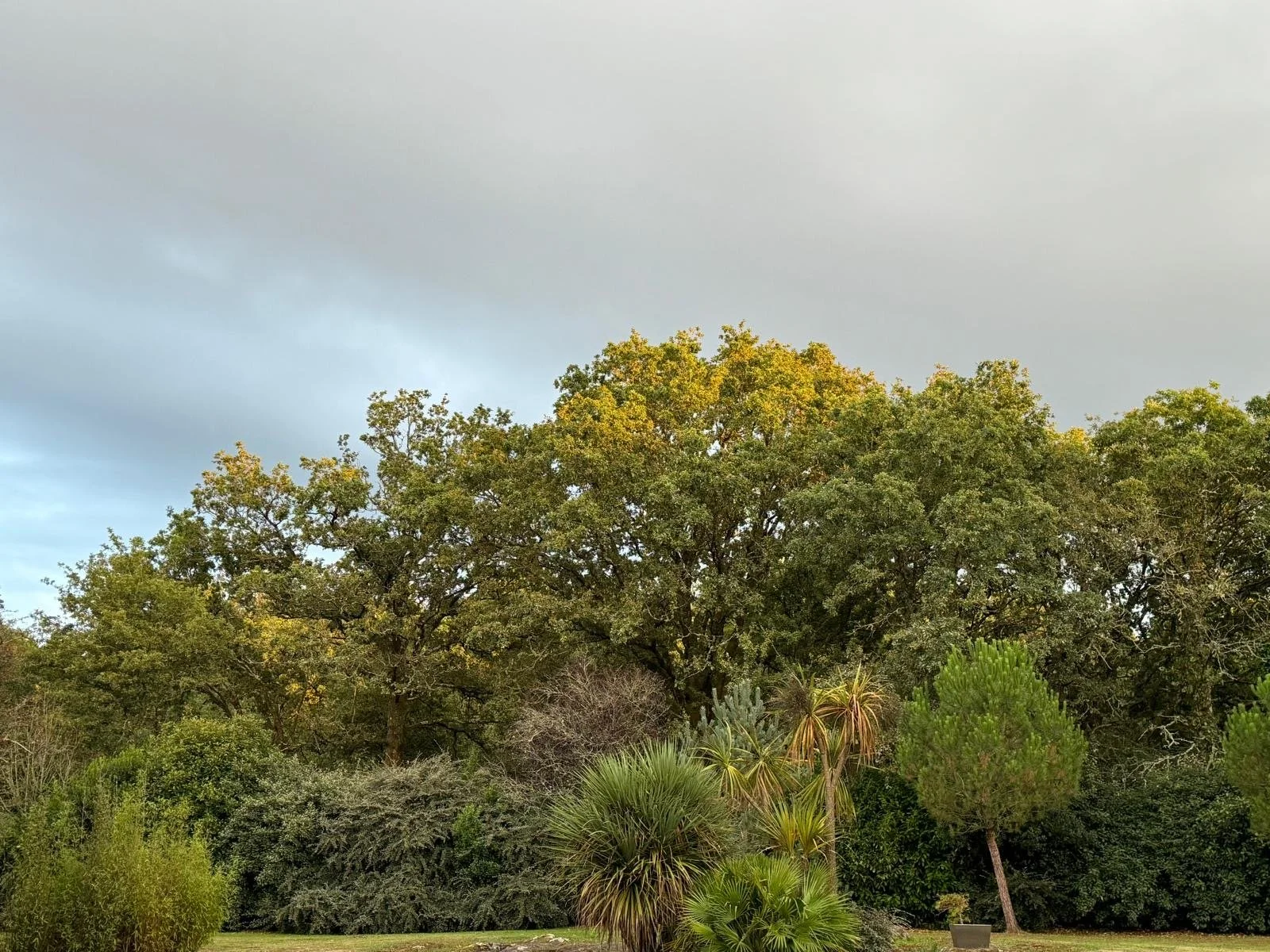 Paysage avec de grands arbres et un ciel nuageux.