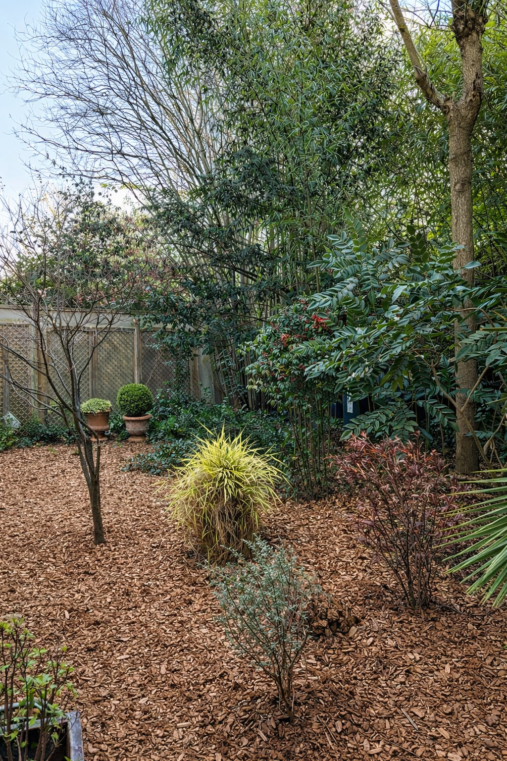 Jardin avec diverse plantes, arbres, arbustes, et pots décoratifs, clôture en bois en arrière-plan.