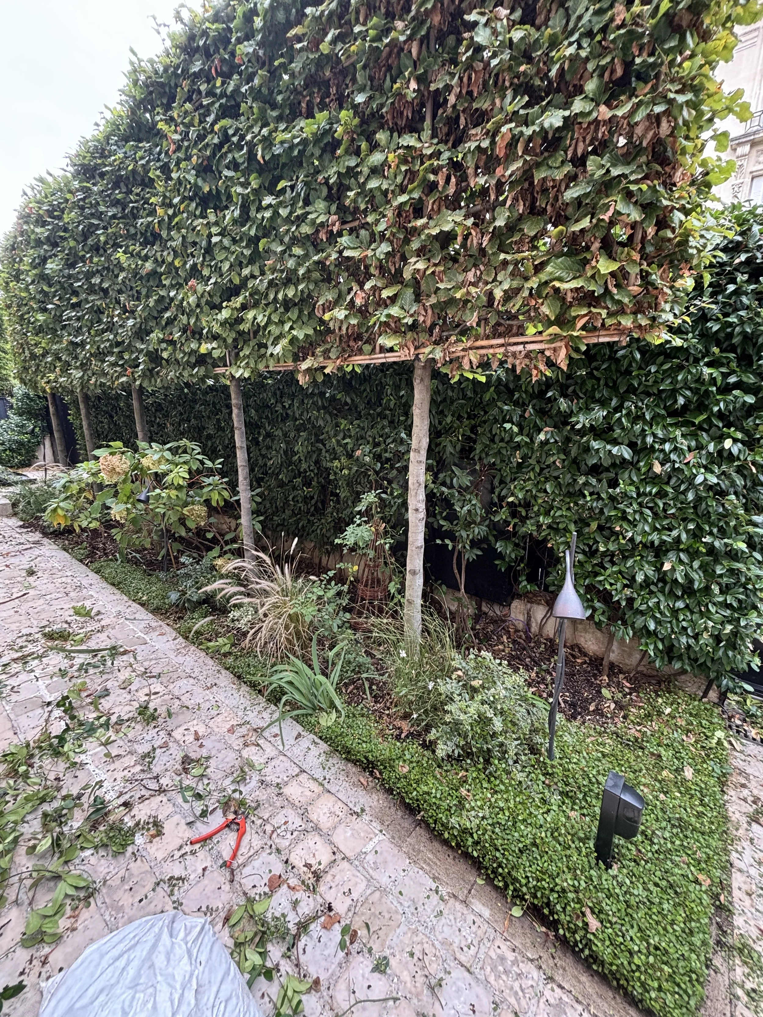Jardin avec un trottoir pavé, petits arbres taillés en forme rectangulaire, arbustes et lampadaire décoratif.