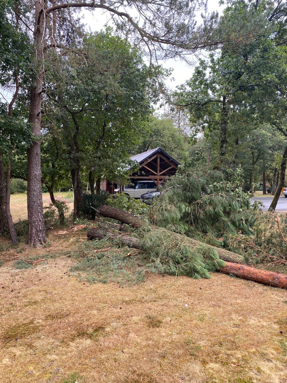 Une branche d'arbre tombée sur le sol dans une zone boisée avec un bâtiment en arrière-plan et une voiture garée dans un hangar.