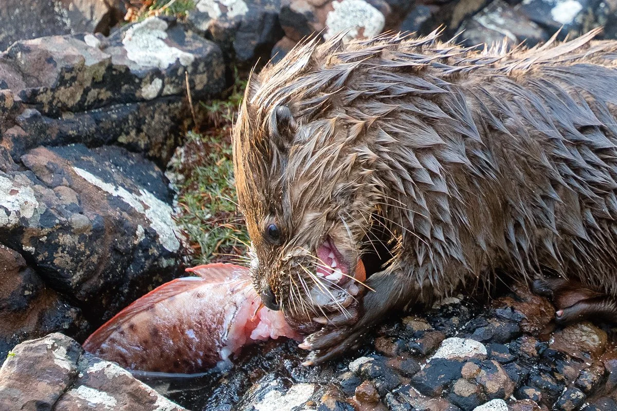 Otter.jpg