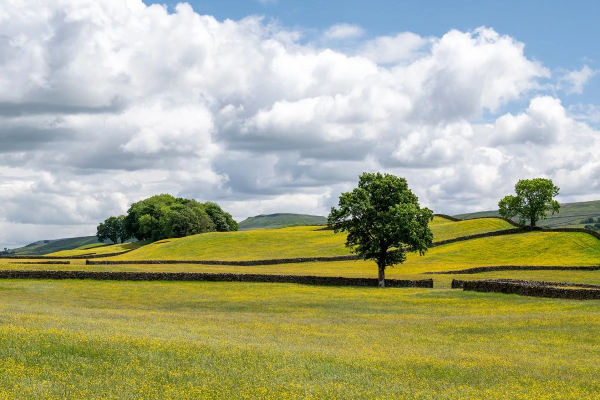 Buttercup Fields 2.jpg