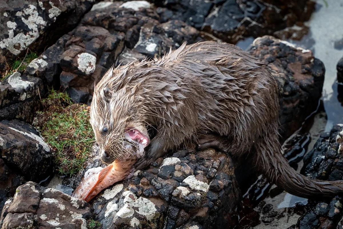 Otter 5.jpg