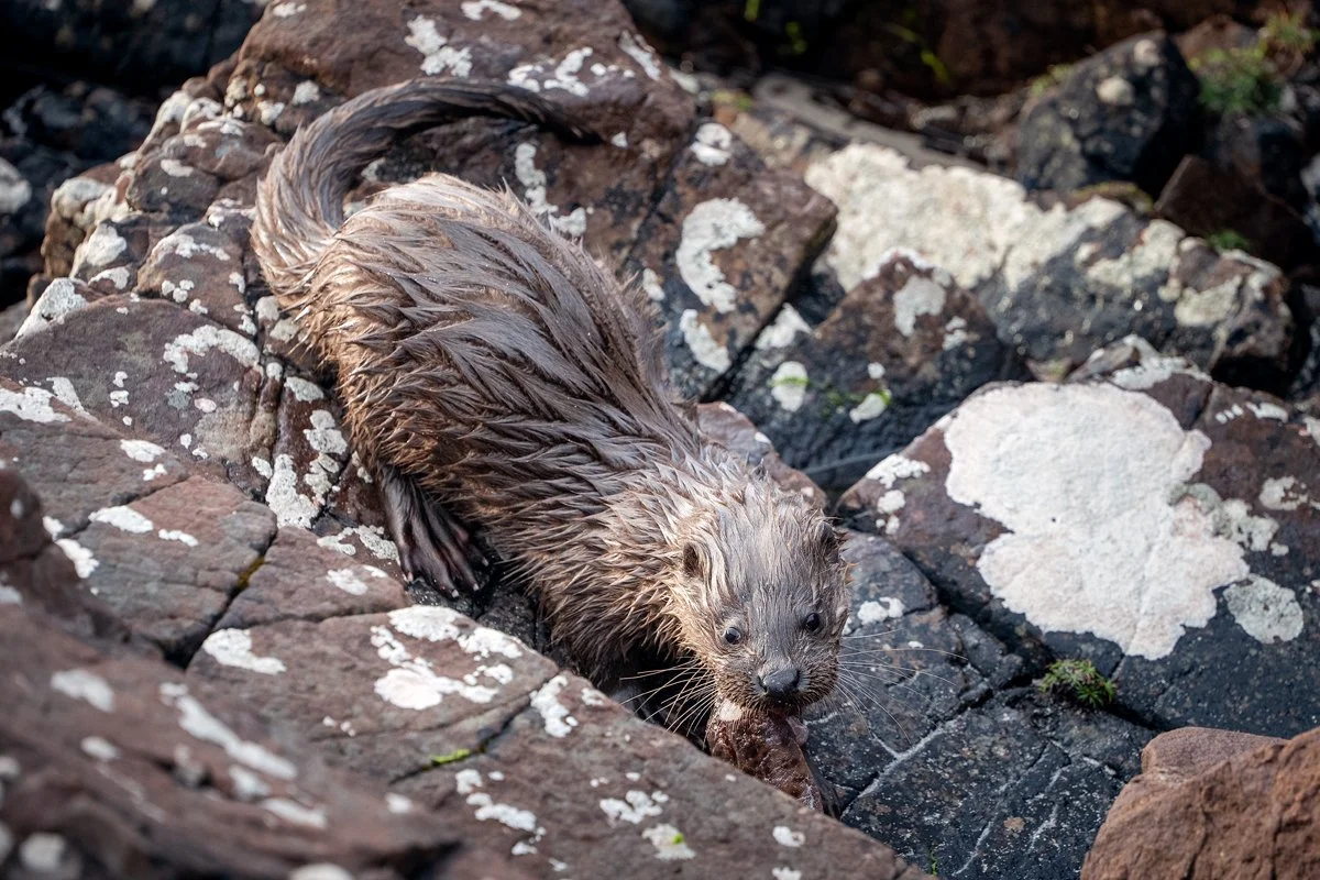 Otter 3.jpg