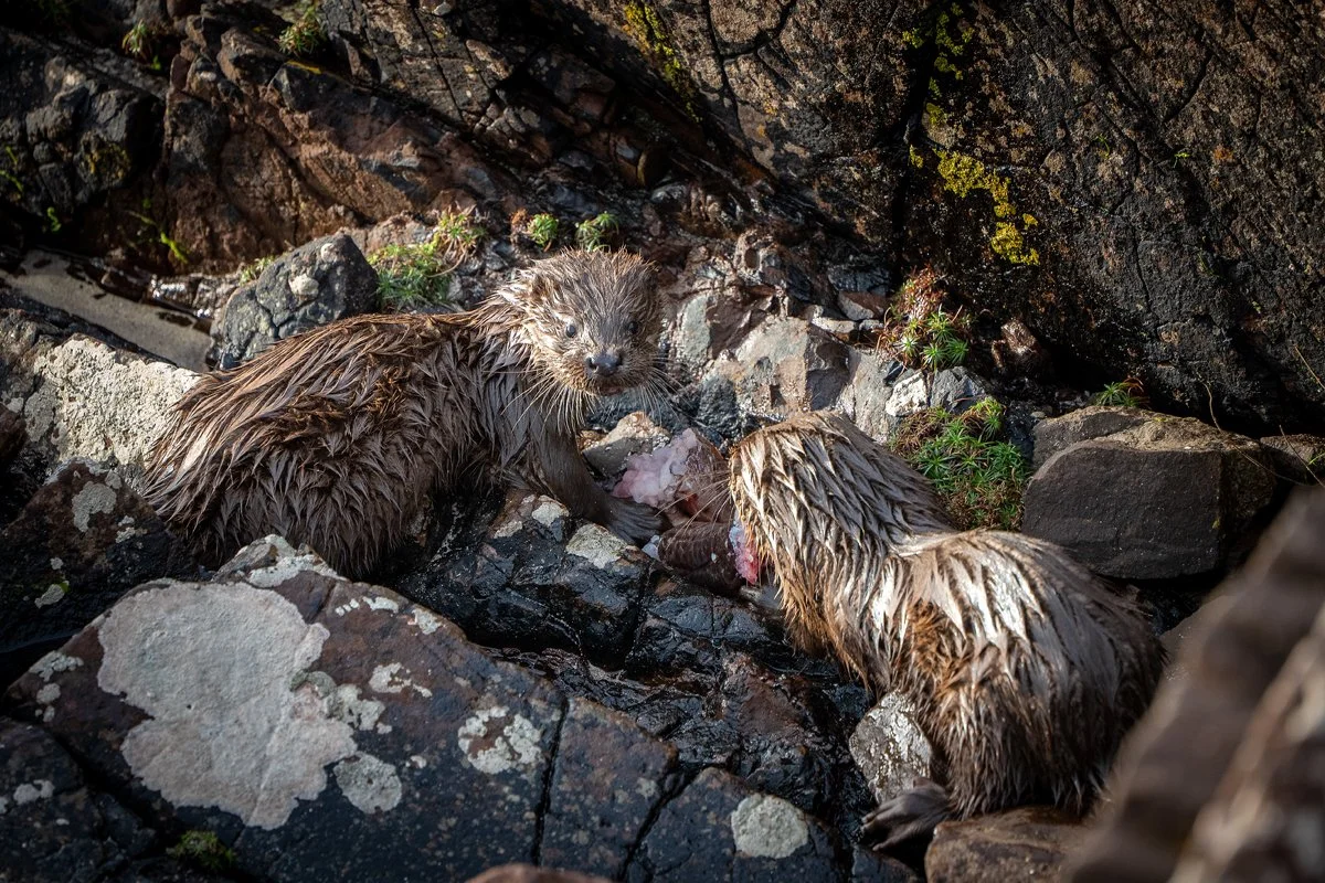 Otter 2.jpg