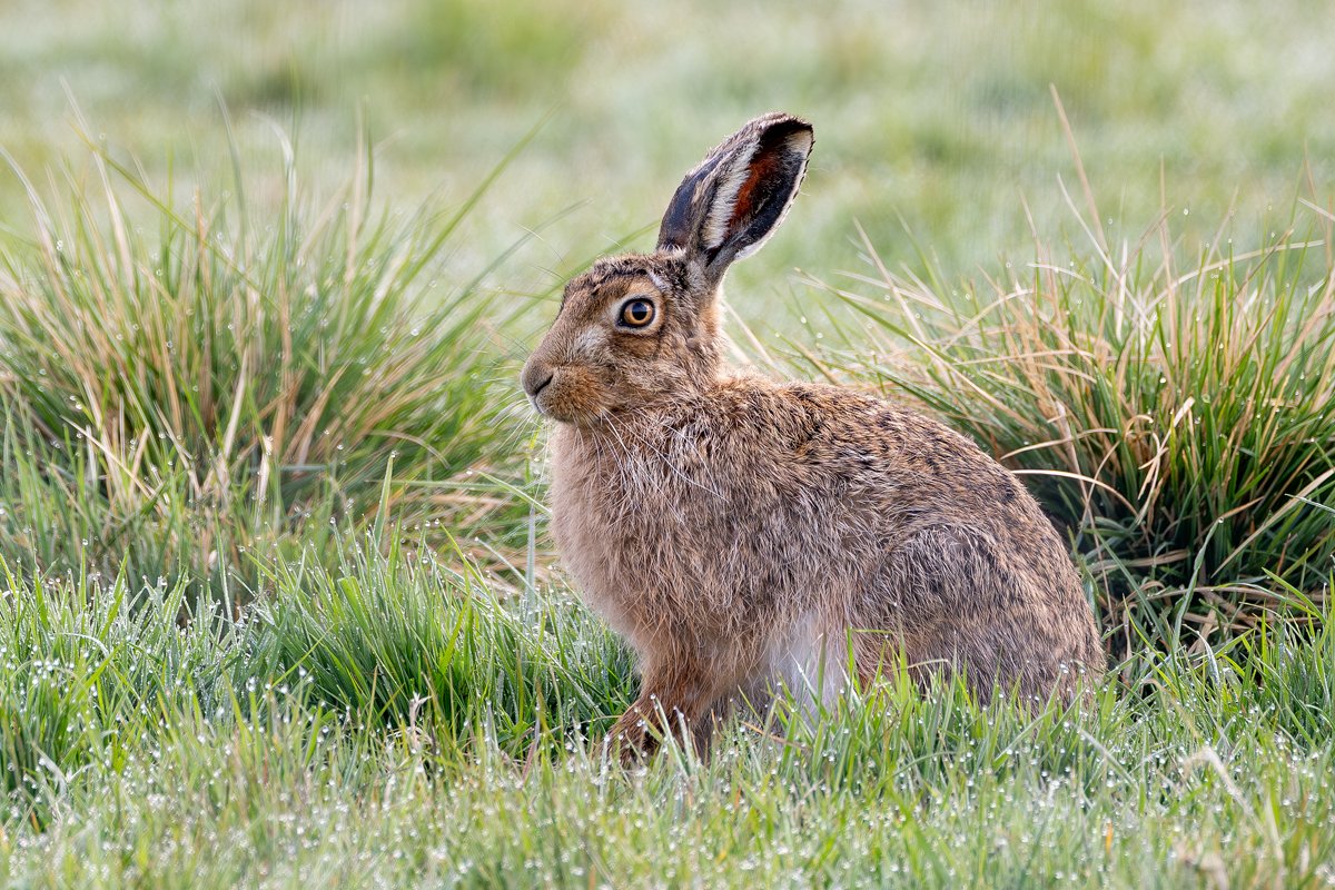 Hare.jpg
