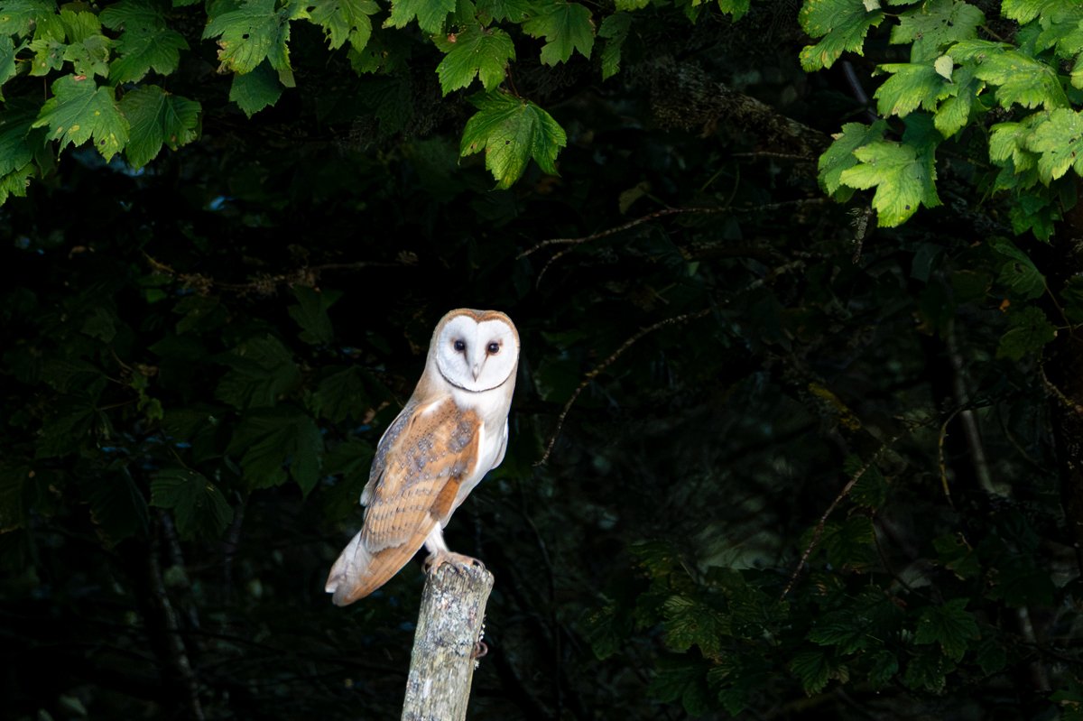 Barn Owl.jpg