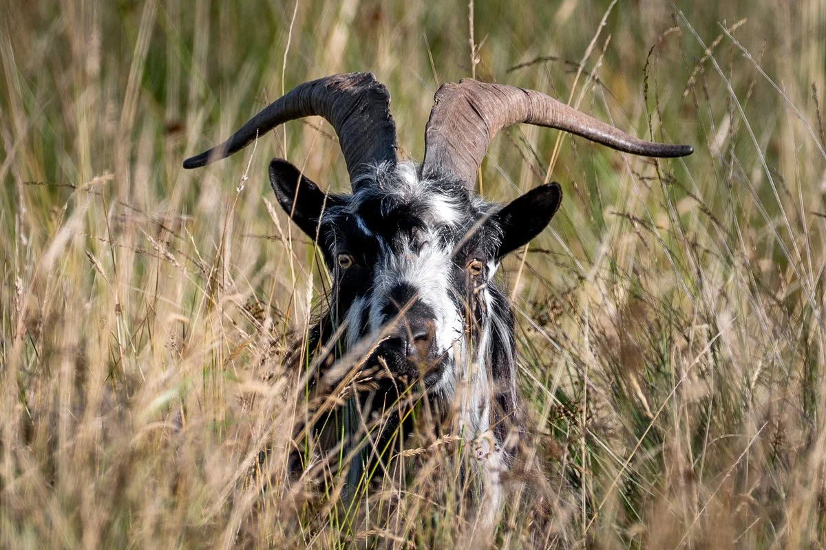 Wild Goat 3.jpg