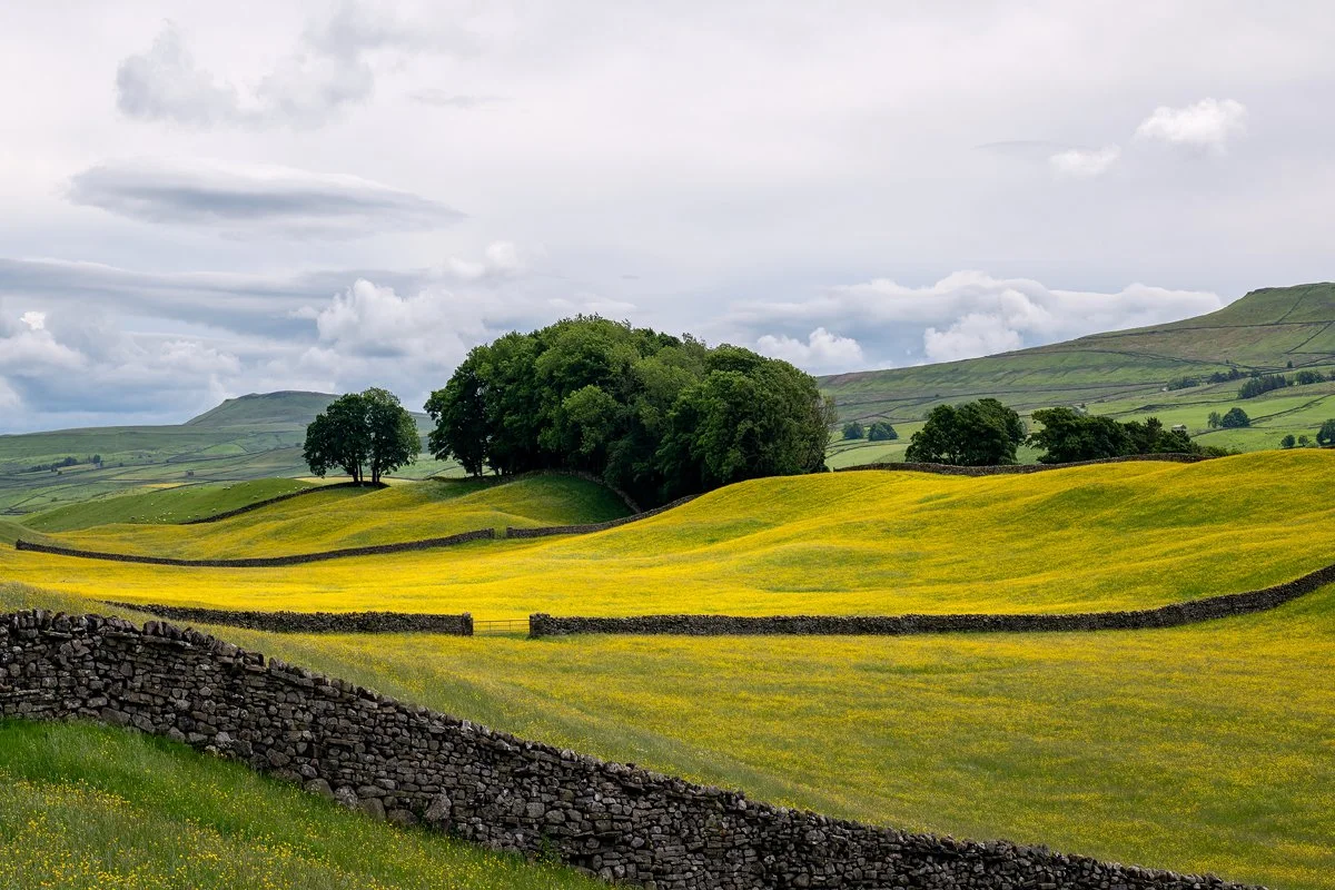 Buttercup fields.jpg