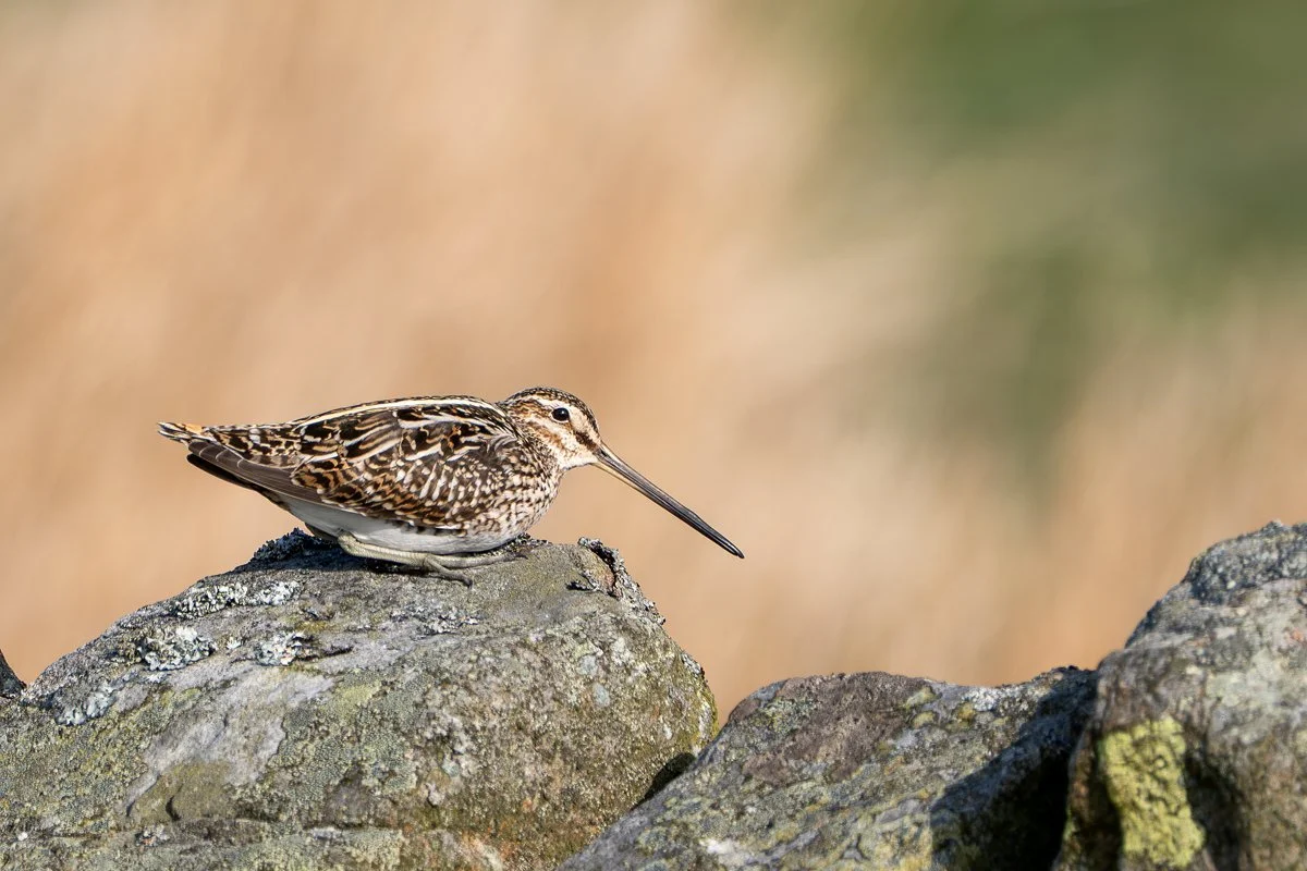 Snipe.jpg