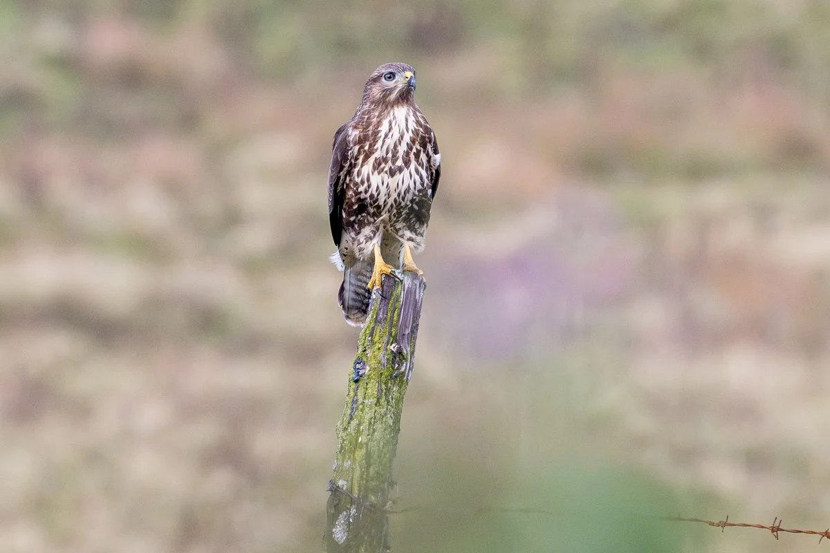 Buzzard.jpg