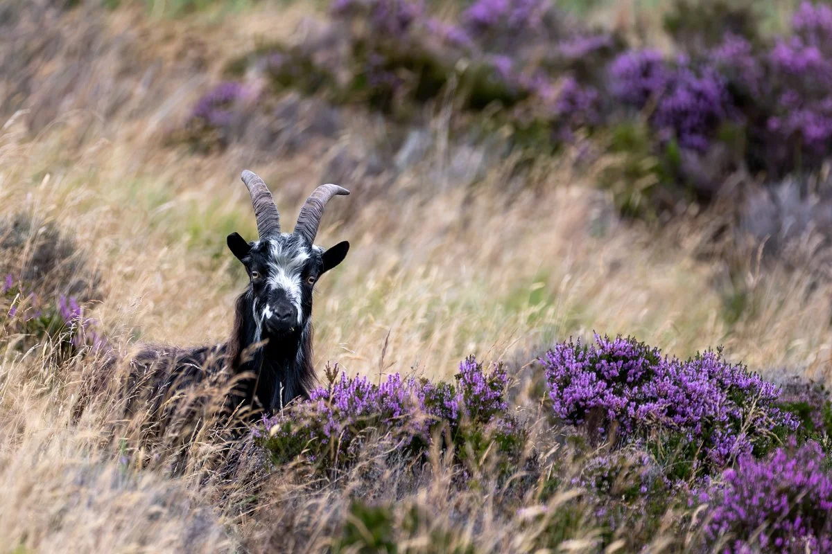 Wild Goat 2.jpg
